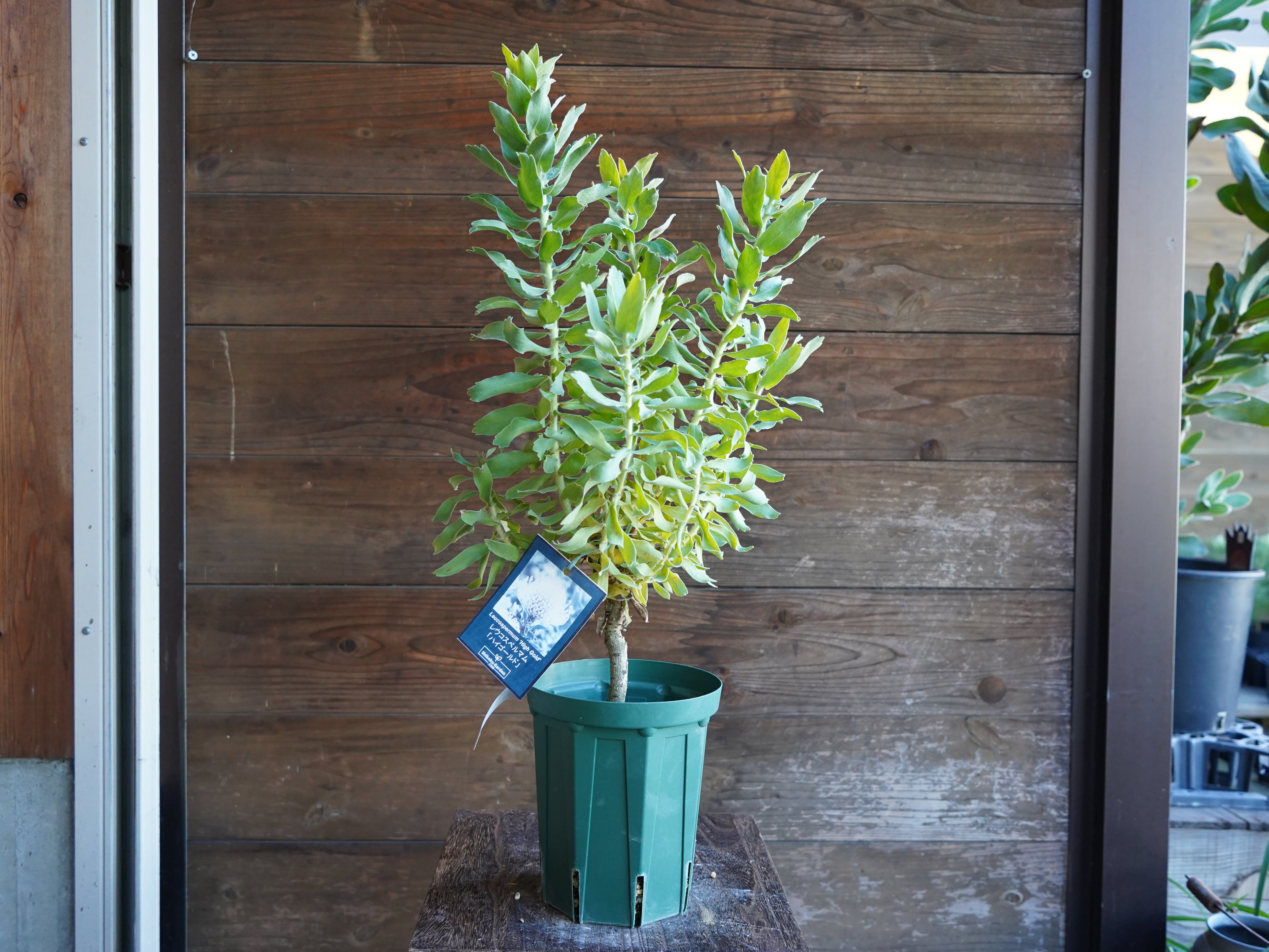 【現物】リューコスペルマム "ハイゴールド"