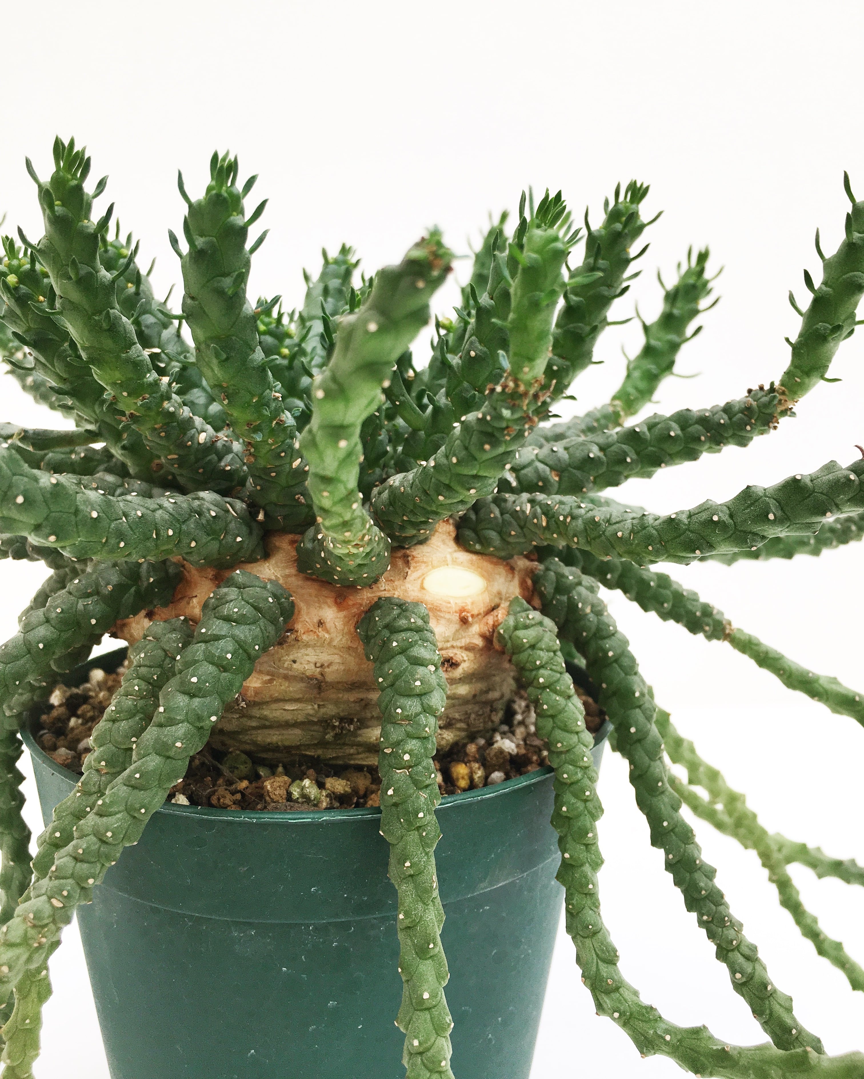 ユーフォルビア ゴルゴニス Euphorbia gorgonis 20180215 | SPG 'for sale'