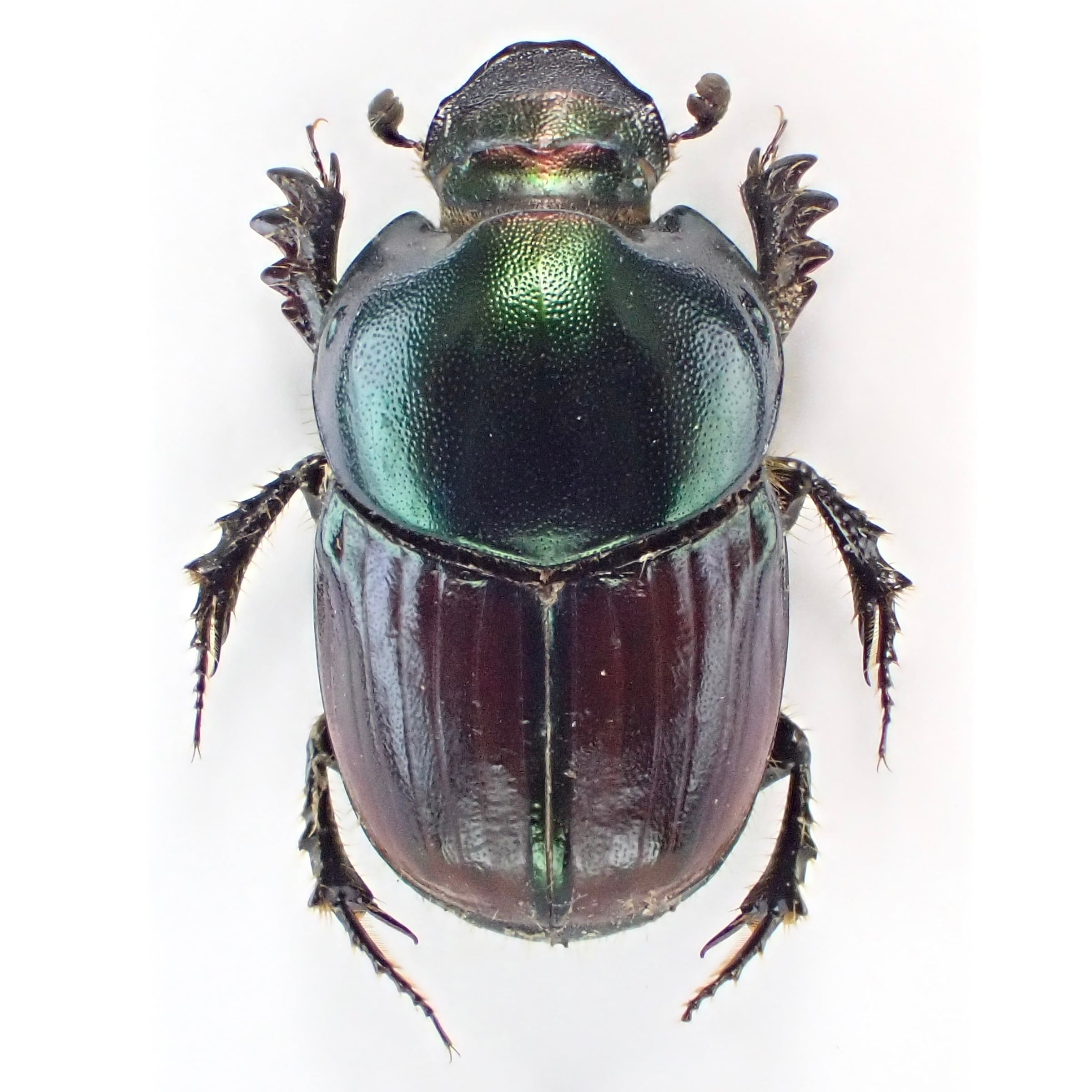 コンゴ民産 Onthophagus nigriventris ♂♀ 14mm/12mm | 昆虫標本