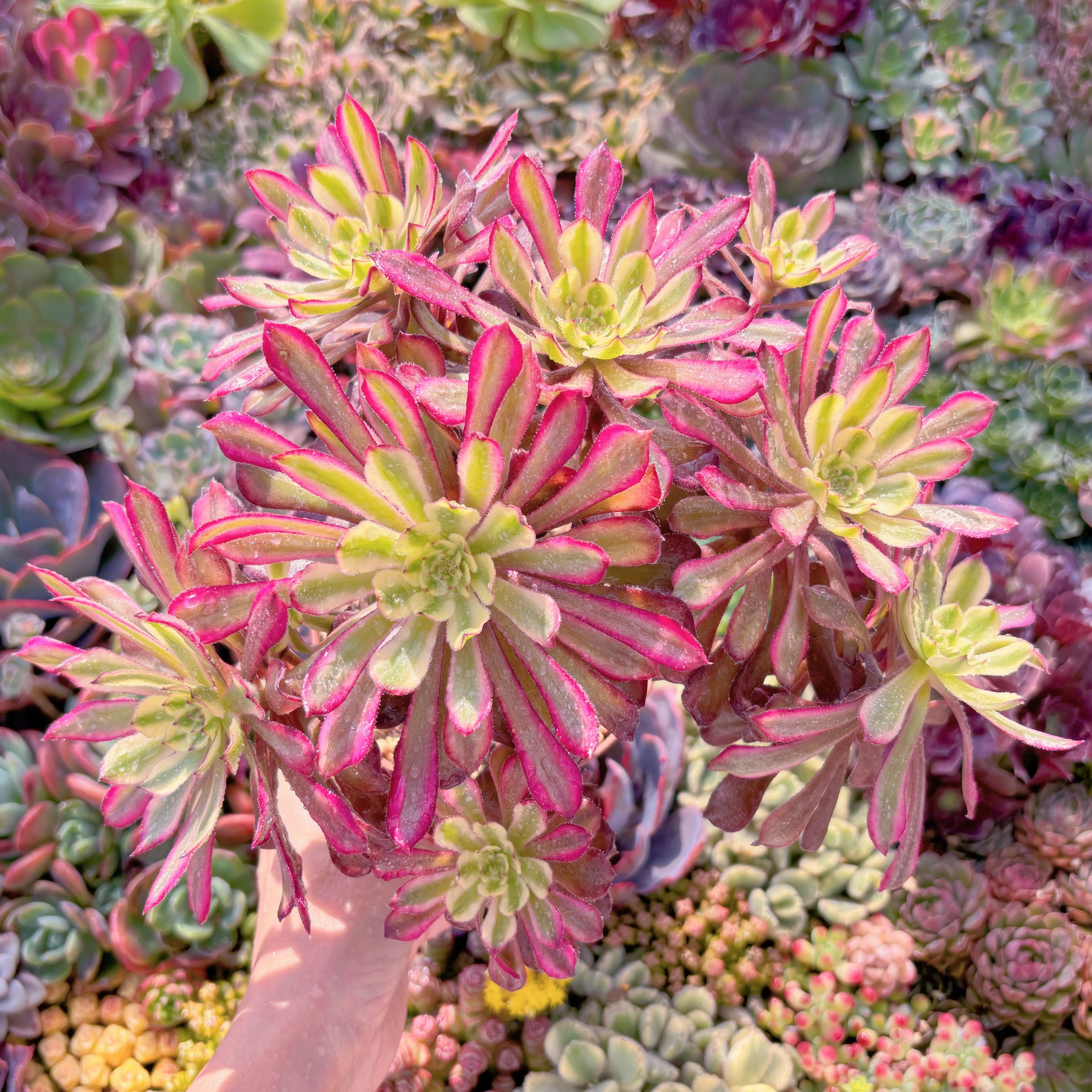 現品　新品種　フェラーリ#632　特大群生　るる農園