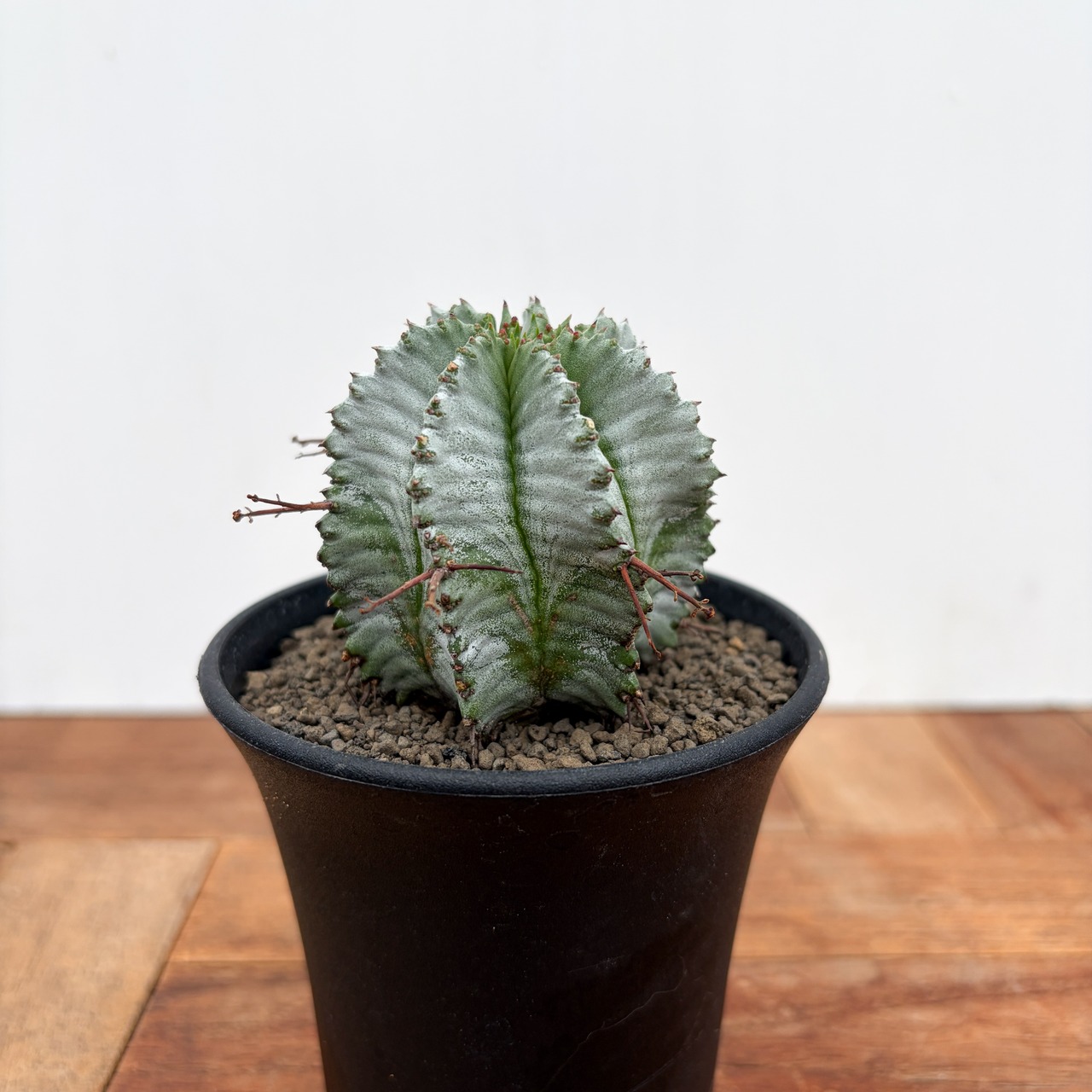 Euphorbia hyb. horrida【ユーフォルビア・玉型白ホリダ】