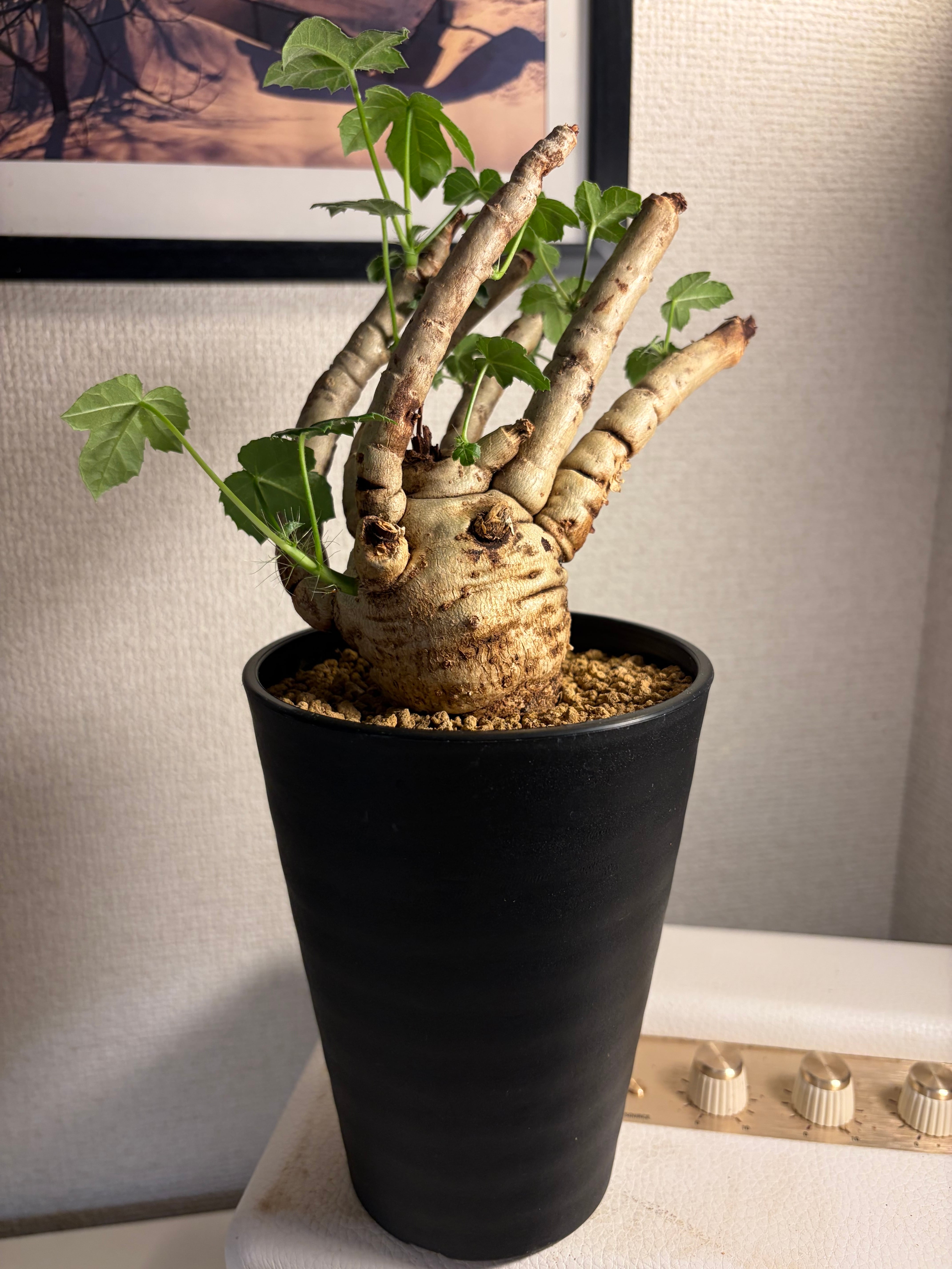 スネブトザトウムシ ネッタイザトウムシ ネッタイアカザトウムシ ナン
