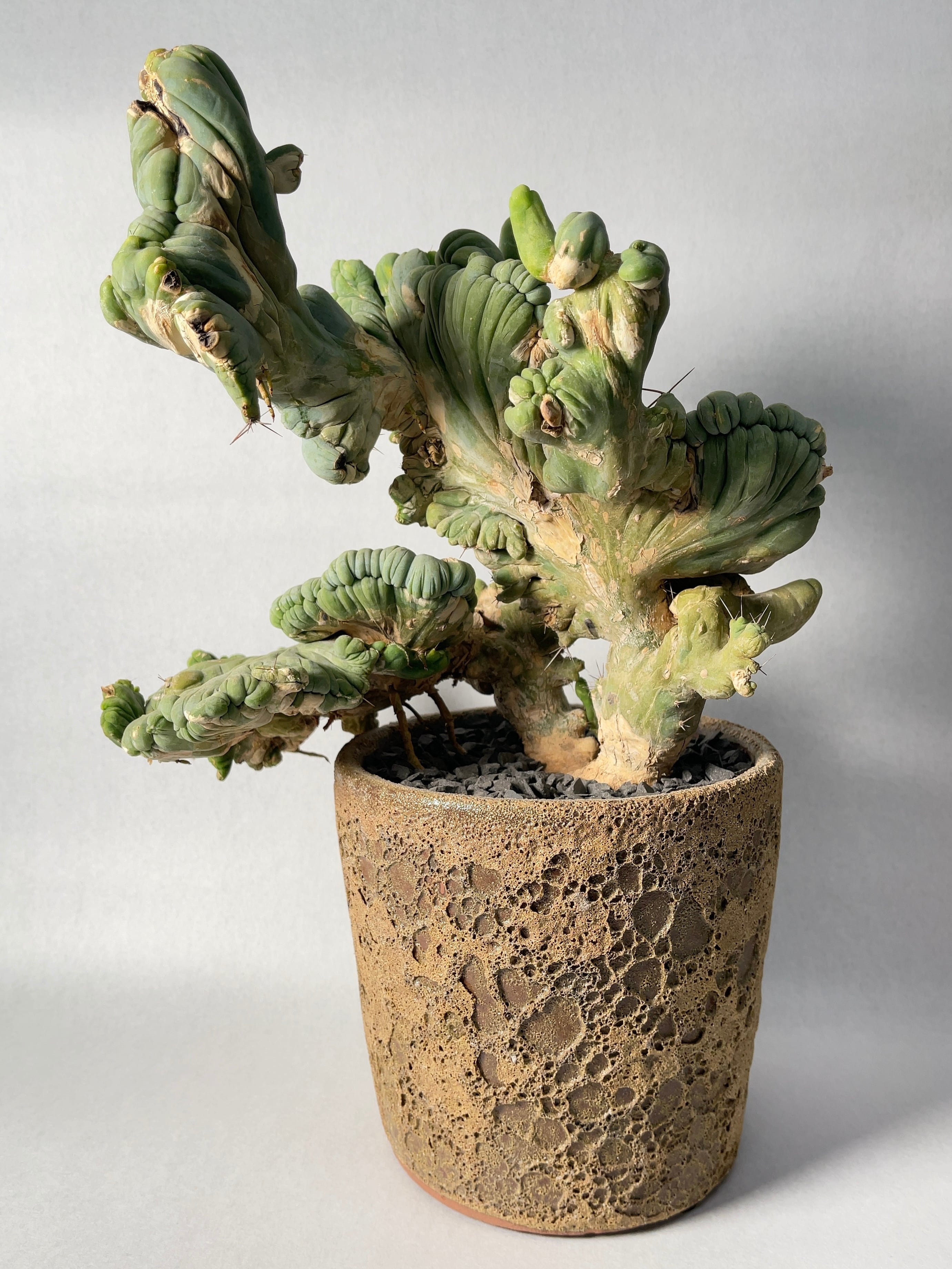 トリコセレウス・成程柱 [HUMOR]トリコセレウス属「なるほど柱(成程