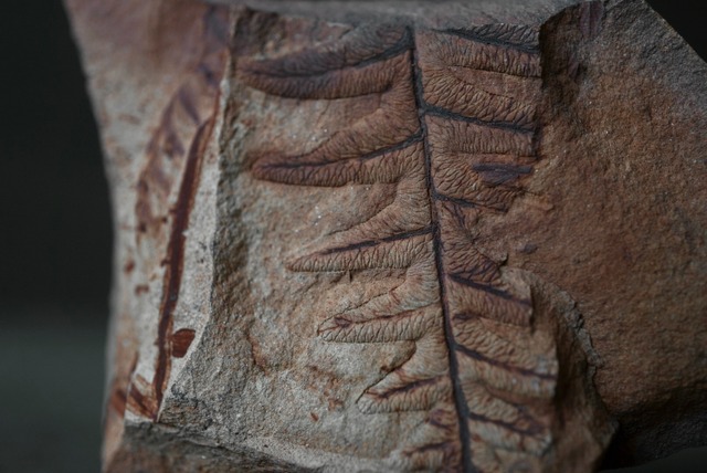 ポーランド産シダ植物化石 Lonchopteris eschweileriana 1637