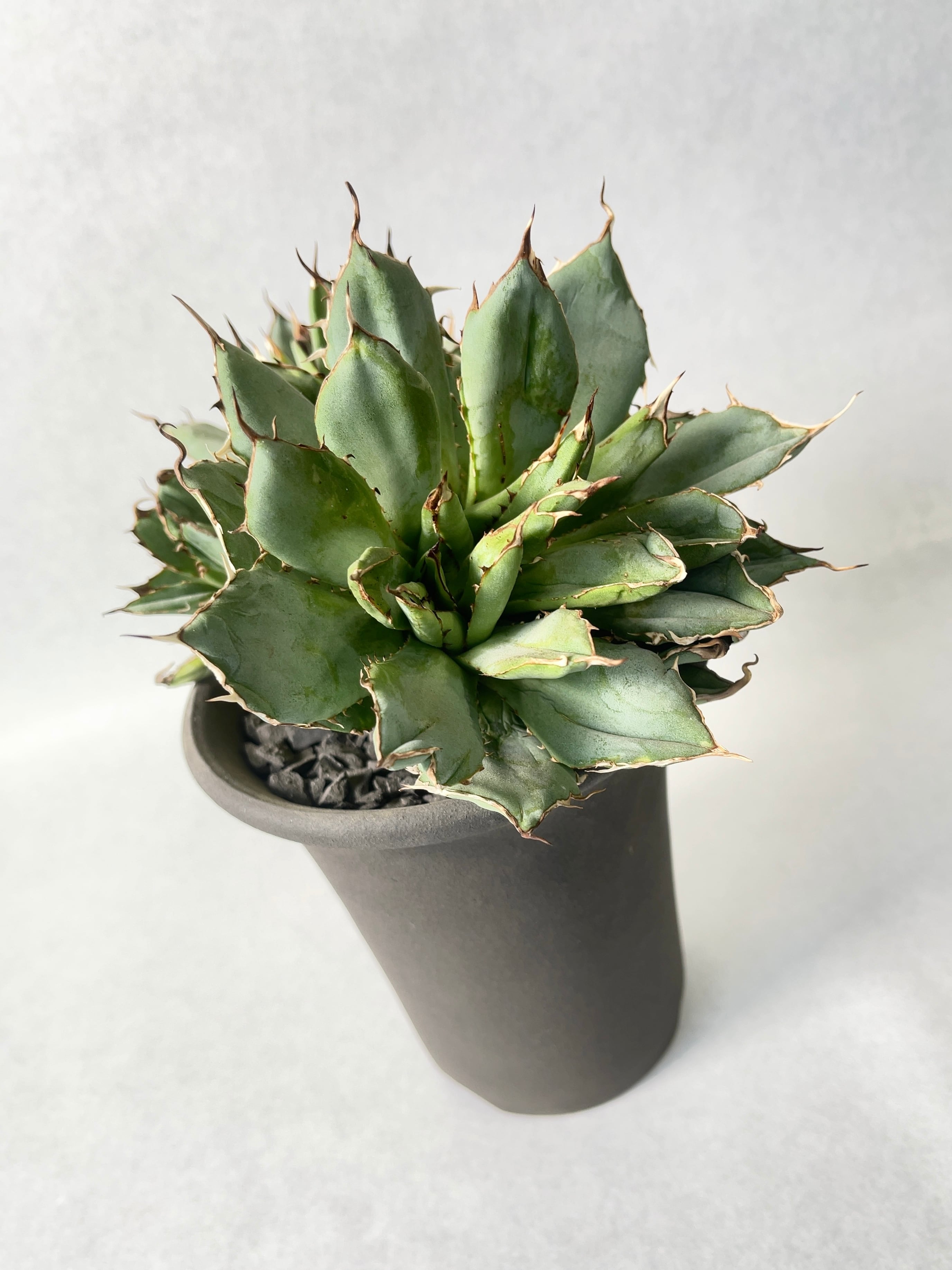 アガベ・フィリグリーデビル | trigger