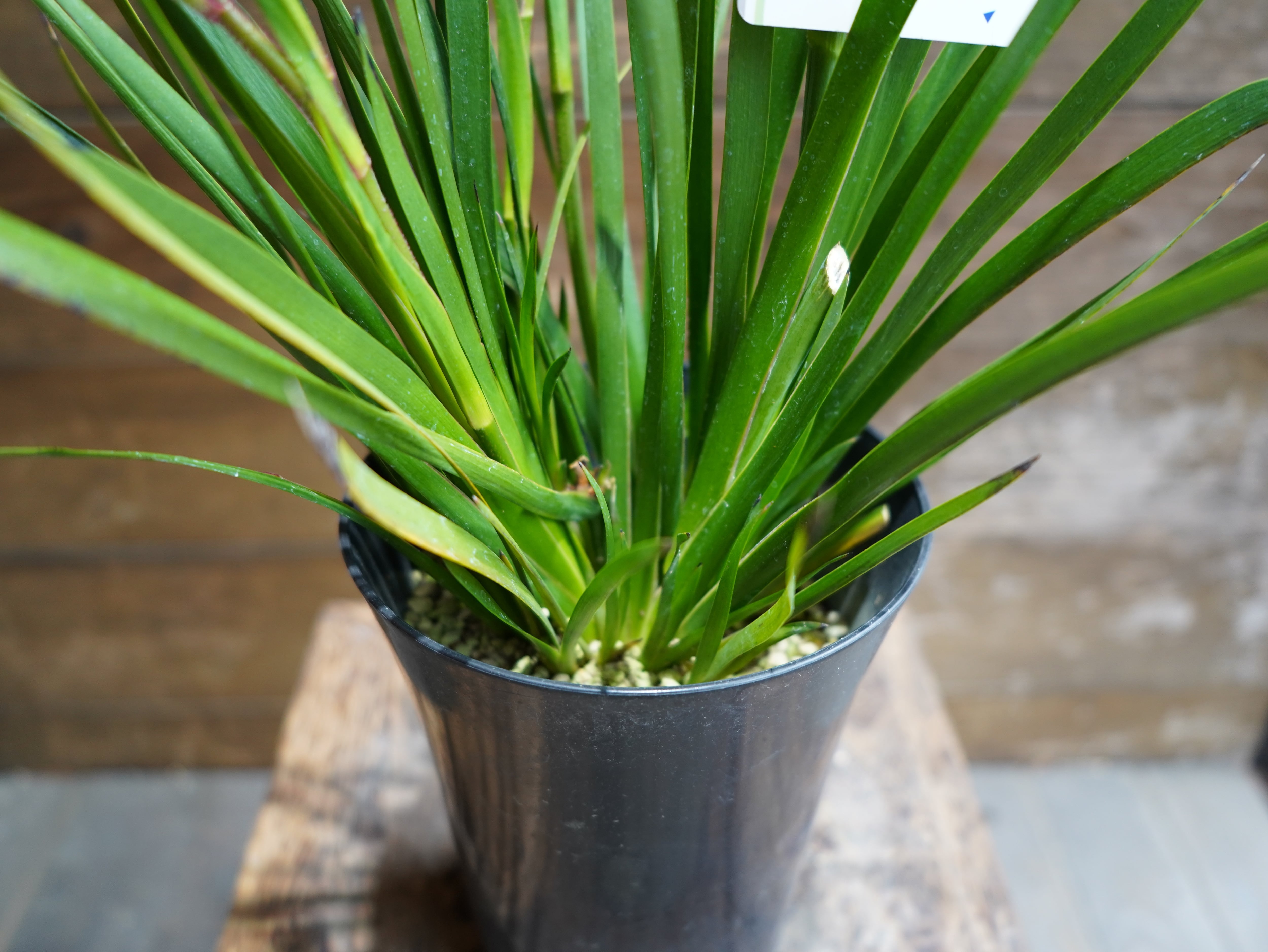 【現物】カンガルーポー（レッド）