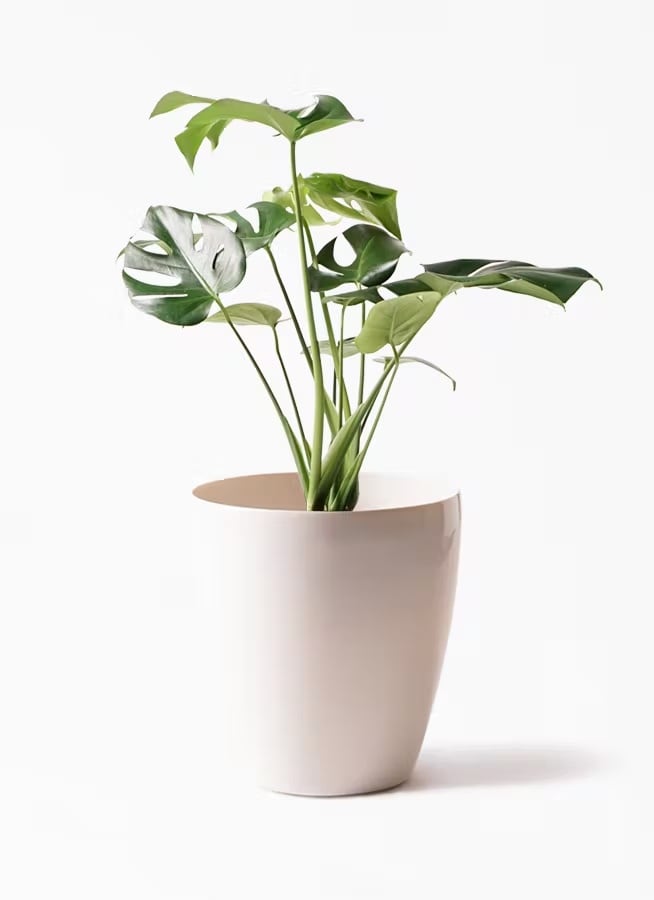観葉植物 オリーブの木 10号 チプレッシーノ プラスチック鉢 | CAgarden
