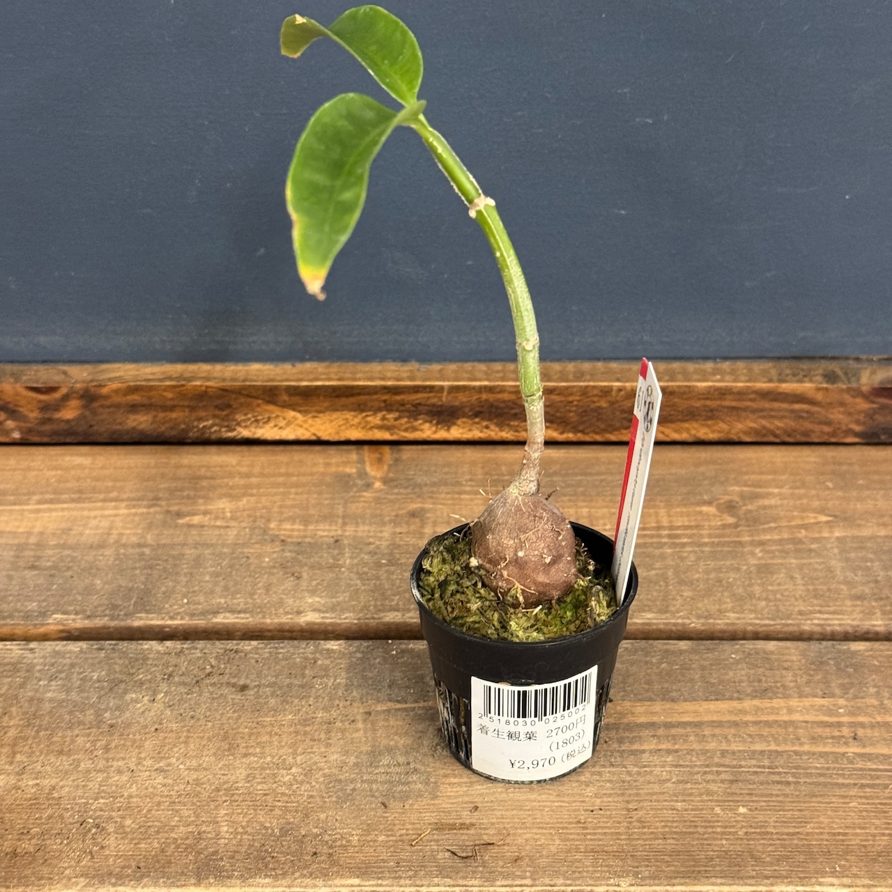 【クリアランス】Hydnophytum radicans (simplex)【618】