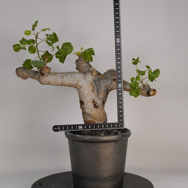 F34 コミフォラ ドレイクブロックマニー  発根済み 現地球 ソマリア産