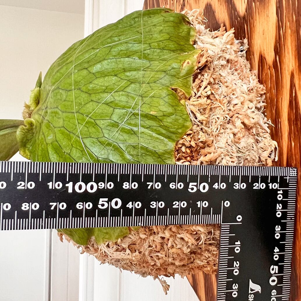 ビカクシダ ホーンズサプライズ 着生板大サイズ 板付 【観葉植物 室内