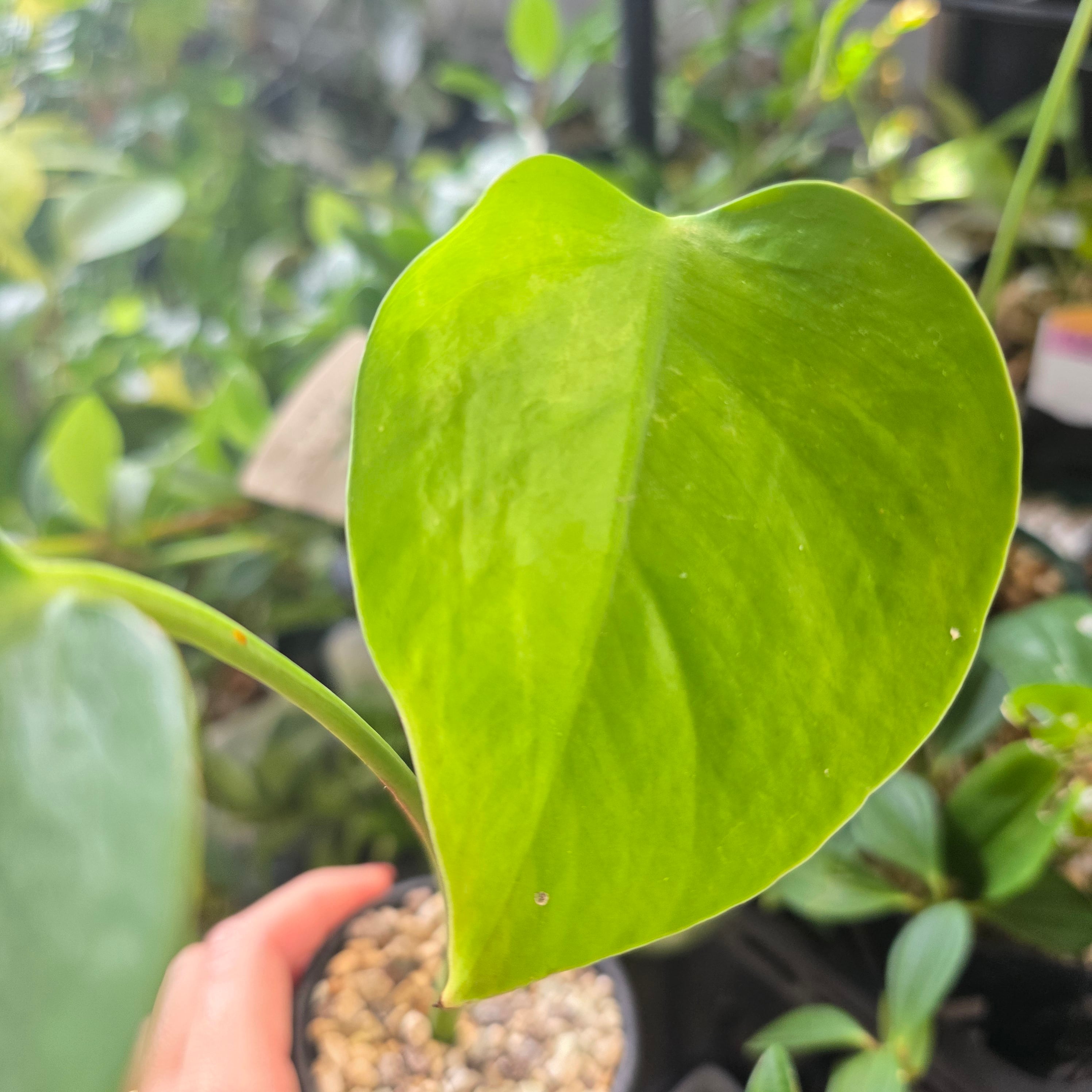 大株！Monstera deliciosa Bulbasaur | HAPPAX