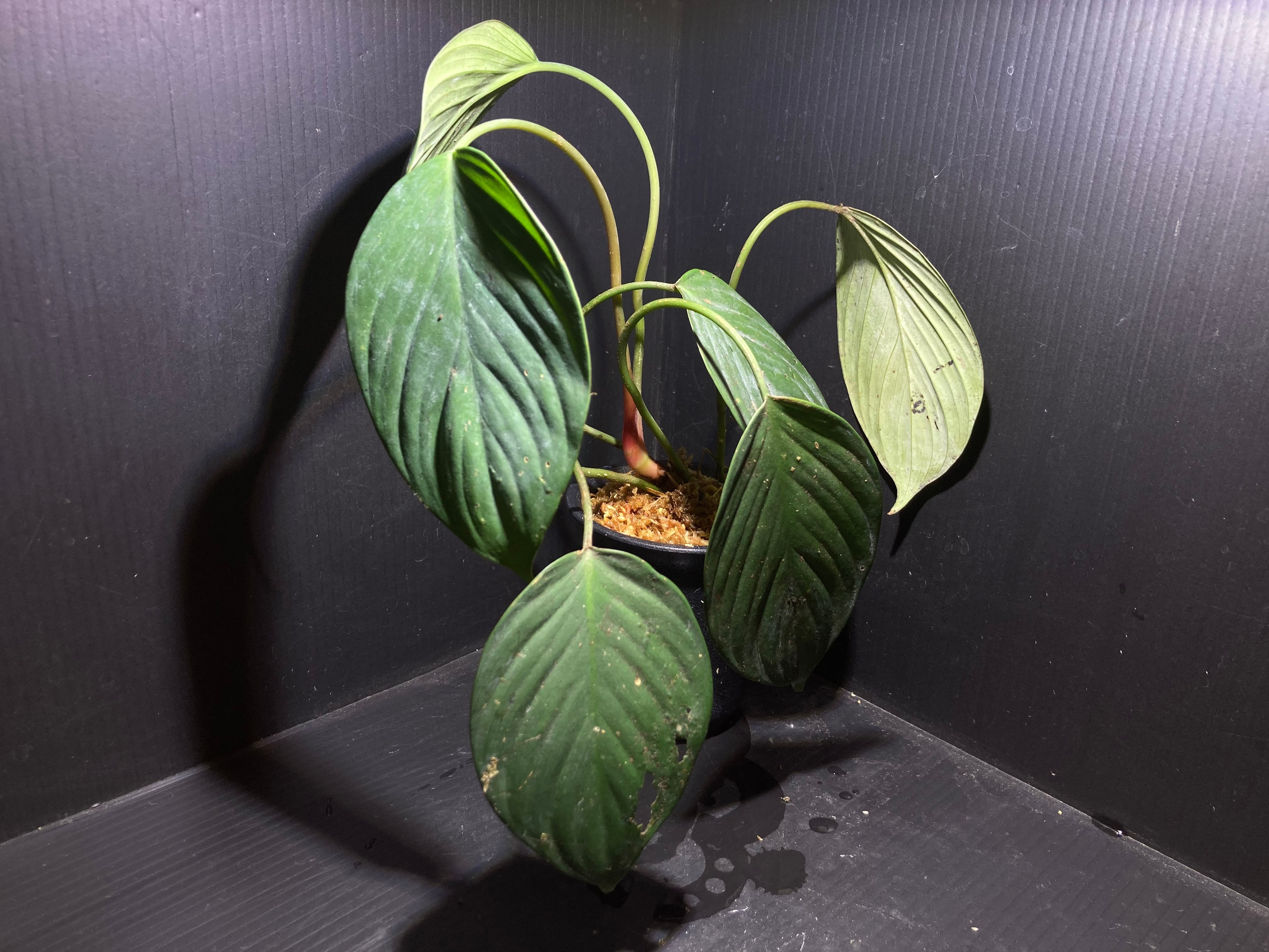 Homalomena sp. Mamasa 