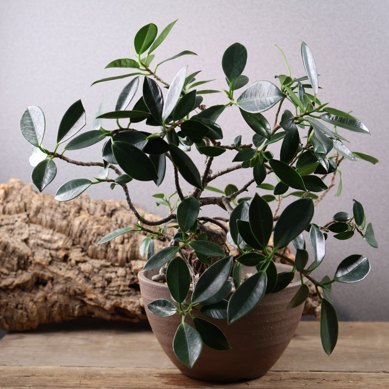 678『ガジュマル 盆栽仕立て』観葉植物【送料無料】 | MARX PLANTS