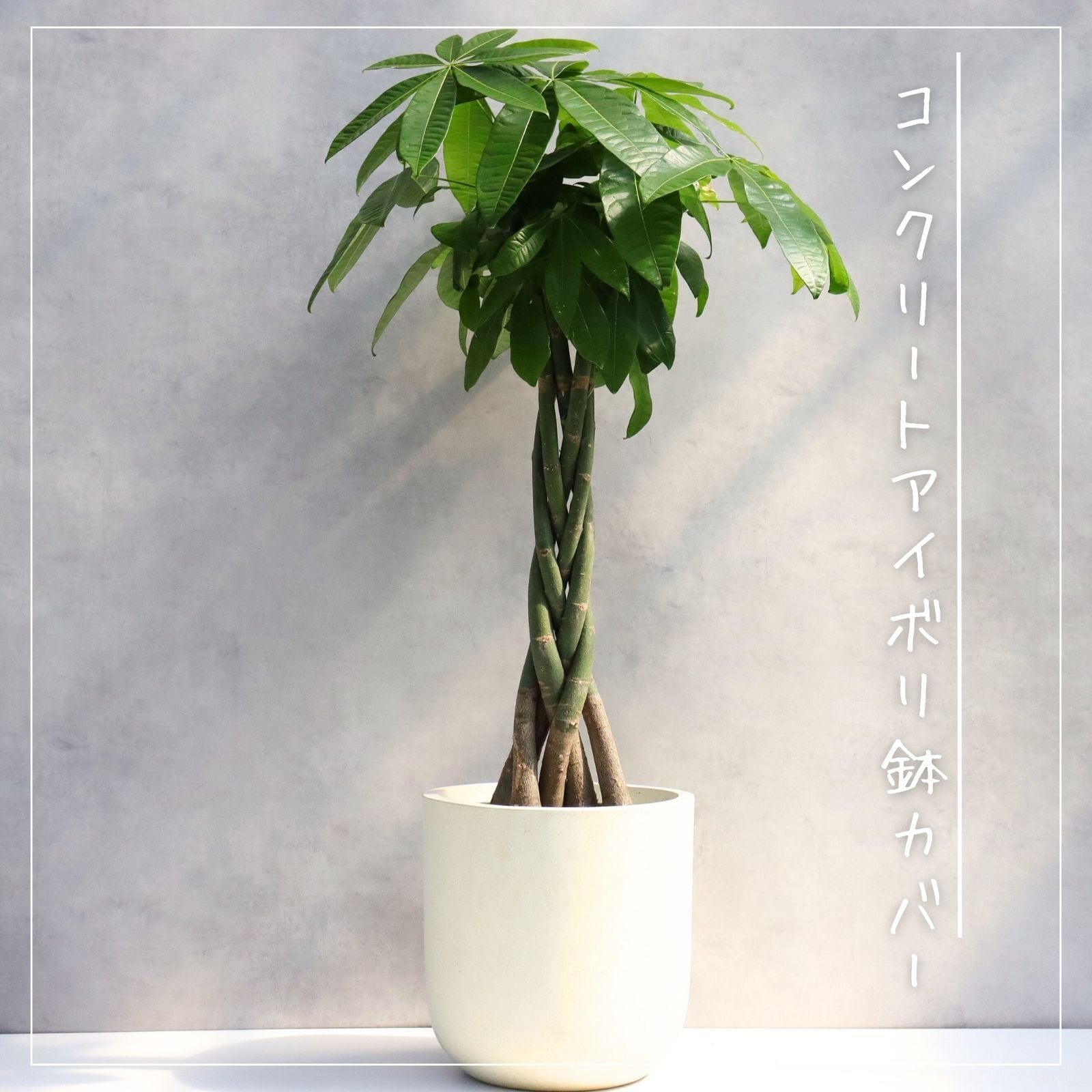 パキラ 8号 お祝い ギフト 開店祝い ラッピング 無料 観葉植物