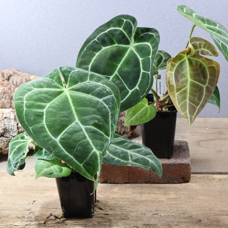 MARX PLANTS | 観葉植物・多肉植物・塊根植物