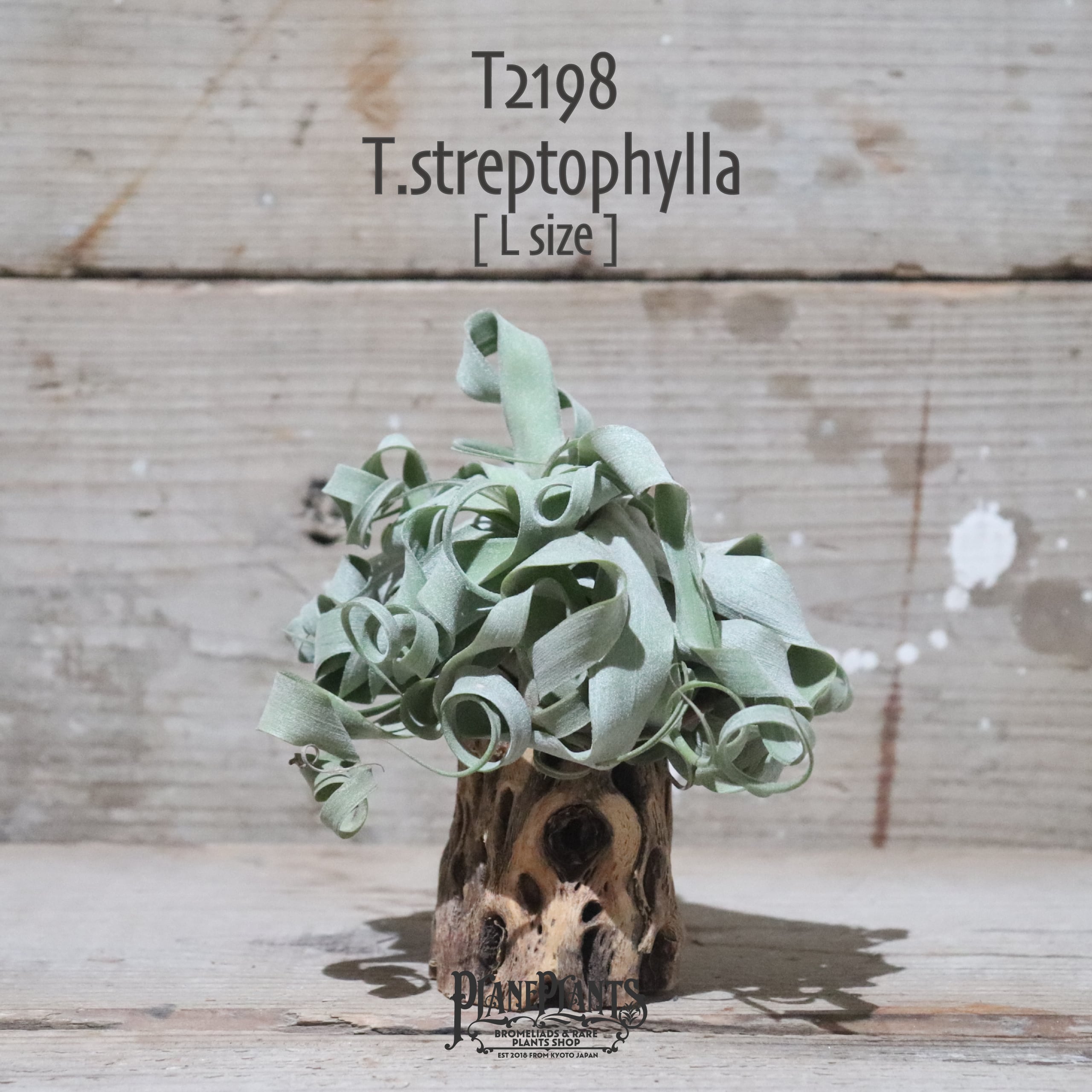 【送料無料】ストレプトフィラ L〔エアプランツ〕現品発送T2198