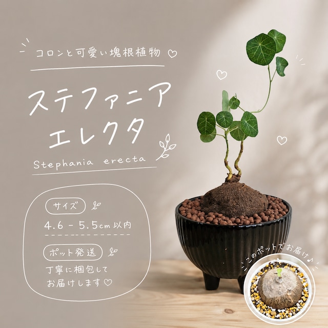 ♡プラポット発送♡〚ミニサイズ♡ステファニア エレクタ〛Stephania