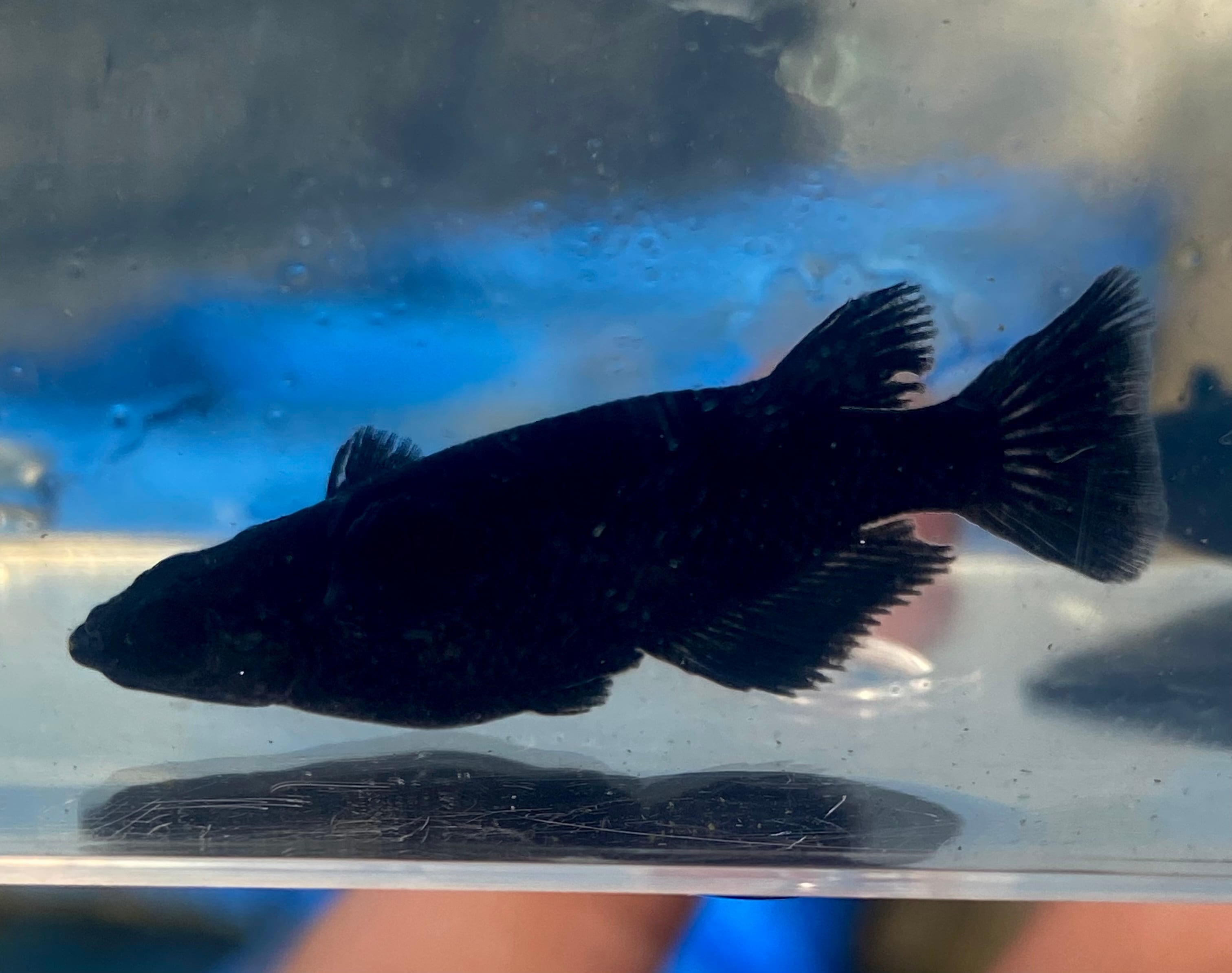 雷虎 種親グレード 1ペア | 上州めだか