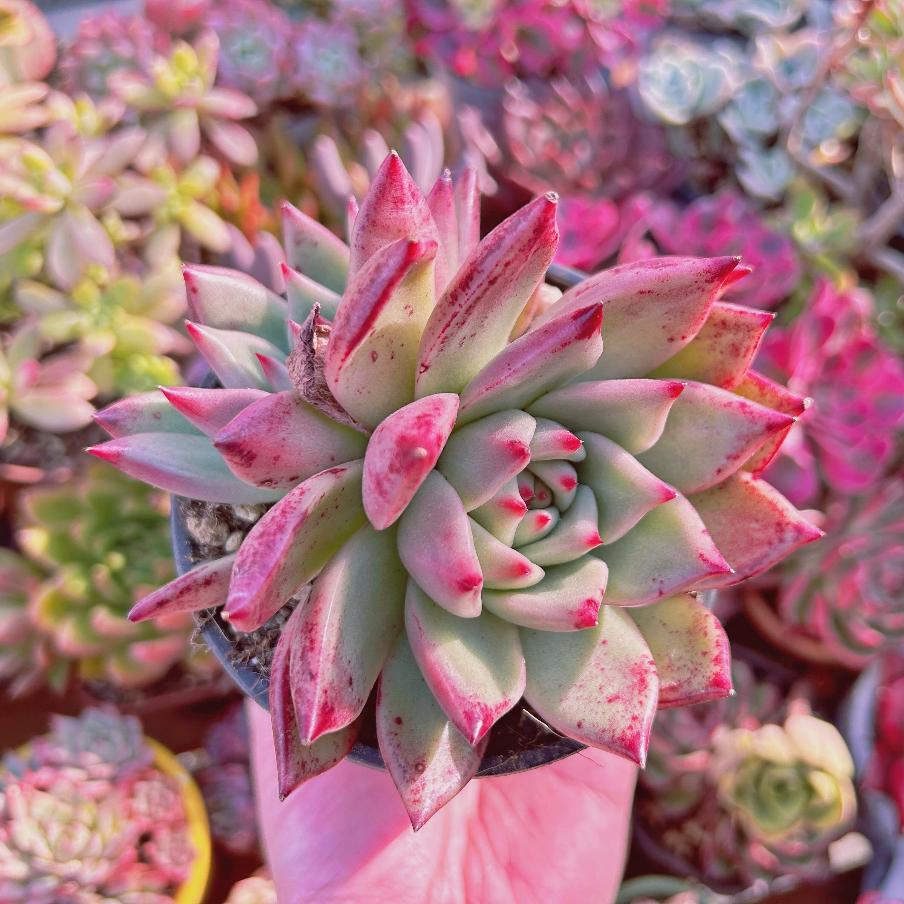 現物　多肉植物　Echeveria  ロメオxマリ　特大　群生
