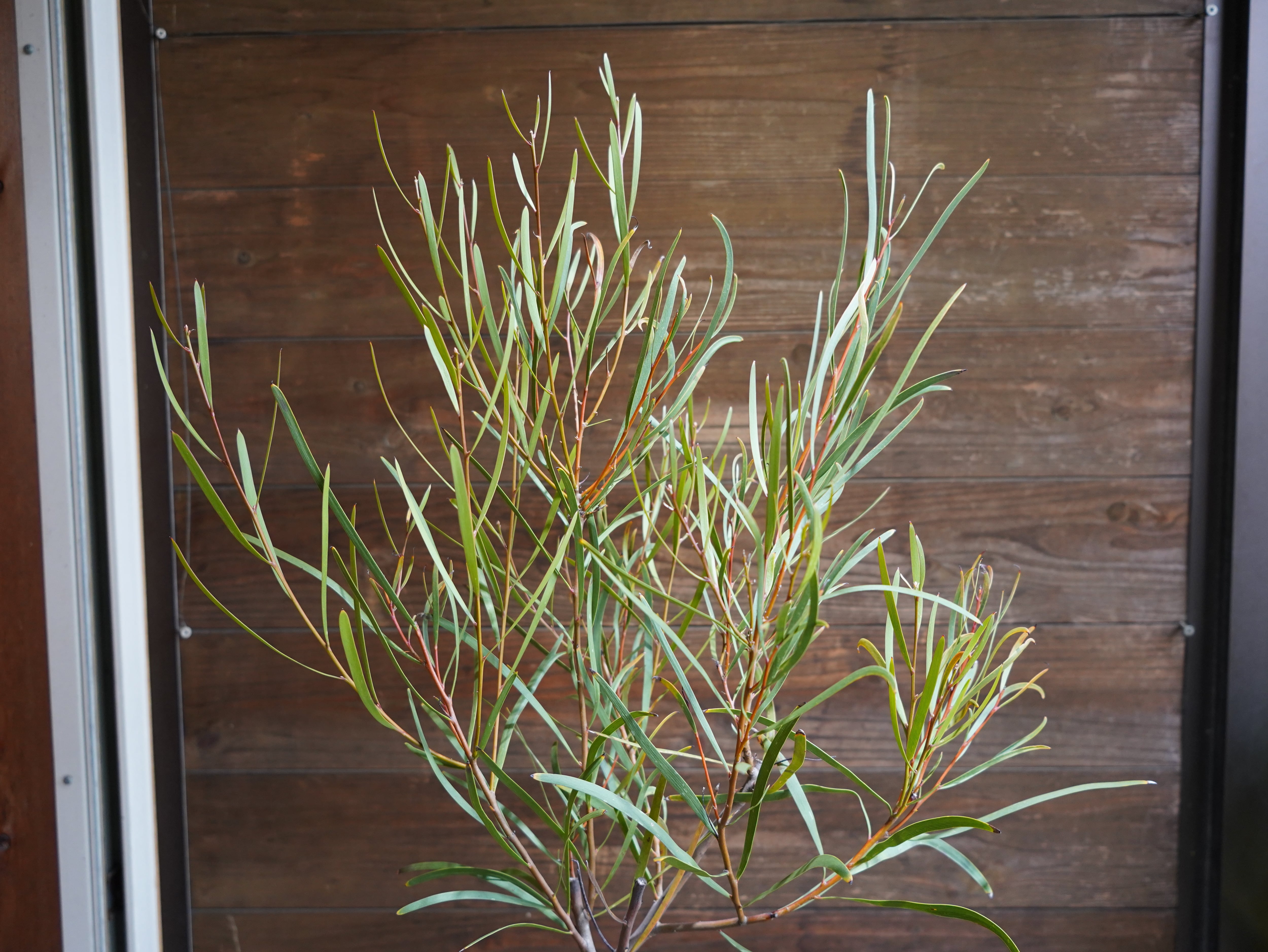 【現物】ハケア　”マルチリネアータ”