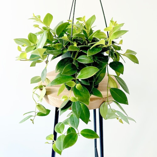 春を先取り エスキナンサス モナリザ ハンギング 観葉植物 calm cafe