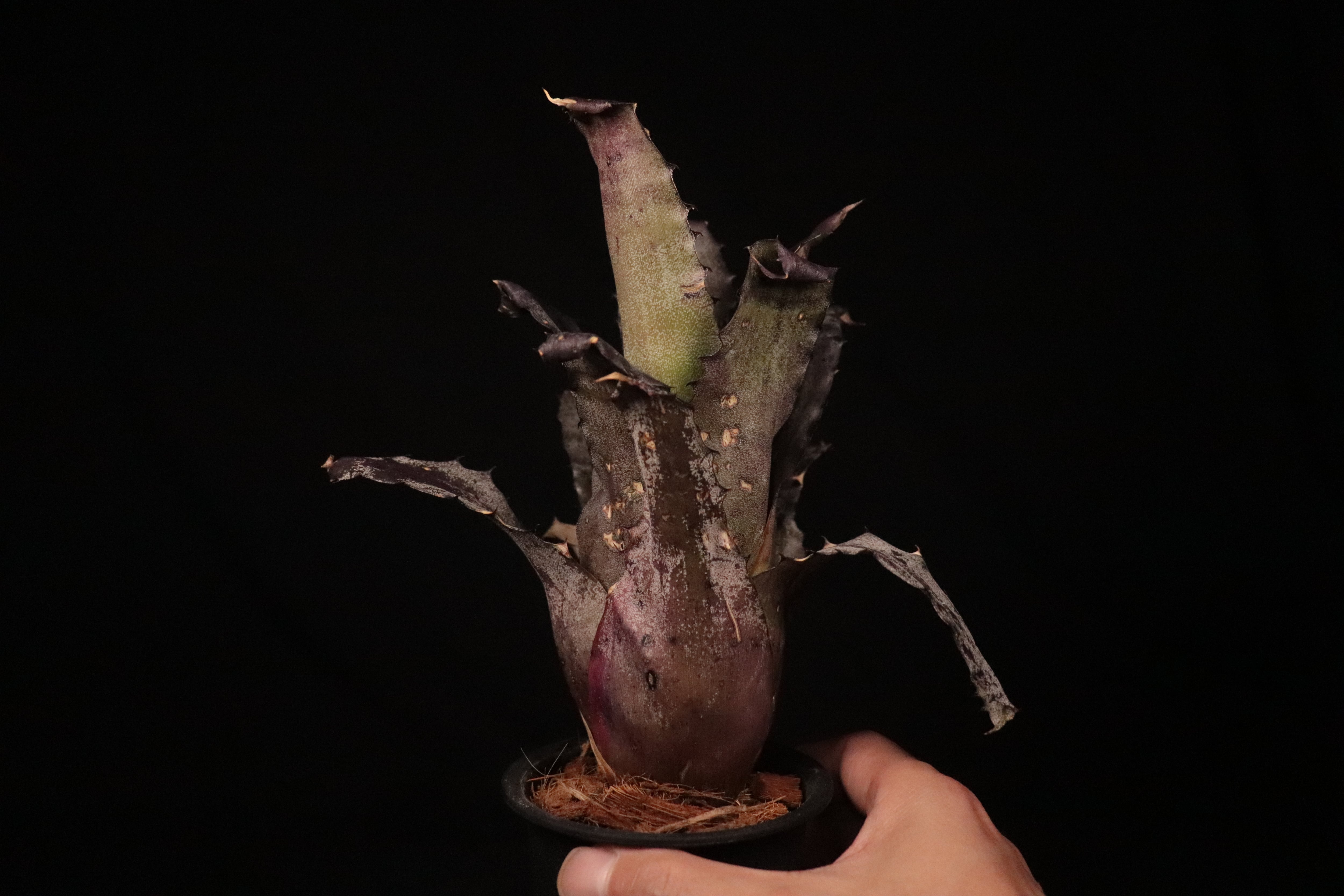 送料無料】Hohenbergia leopoldo-horstii Hawaii form〔ホヘンベルギア