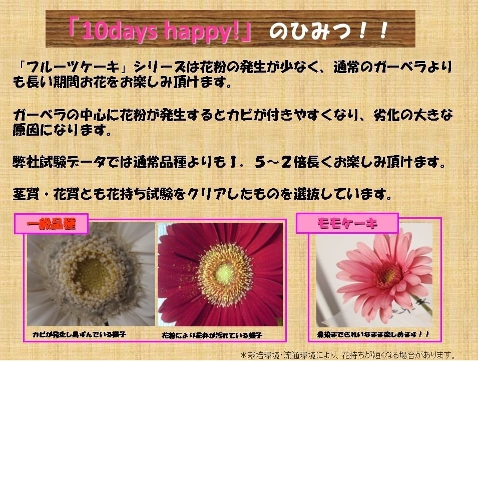 ガーベラ栽培の本丸！ 静岡県JAとぴあ浜松の日持ち抜群『フルーツ