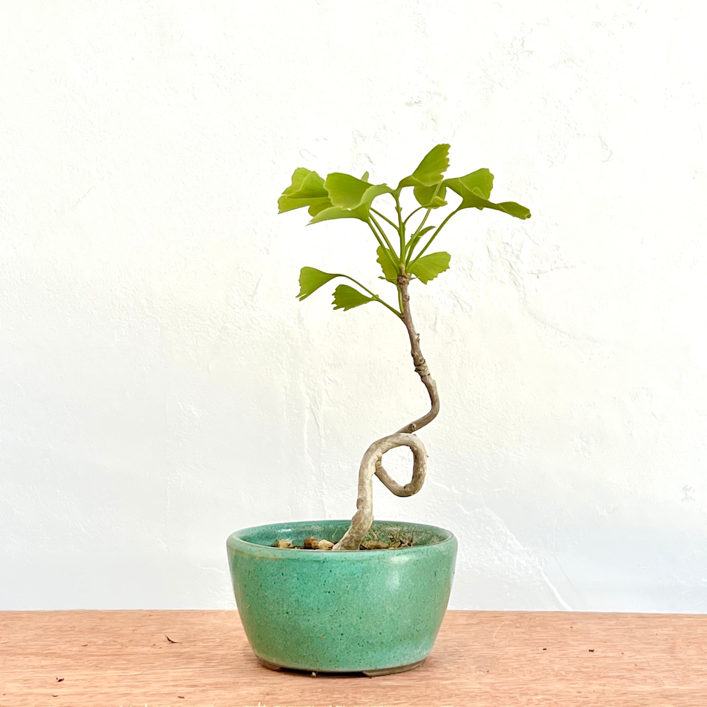 イチョウの寄植え盆栽｜小さな木立を楽しむ一点物｜高さ約30cm