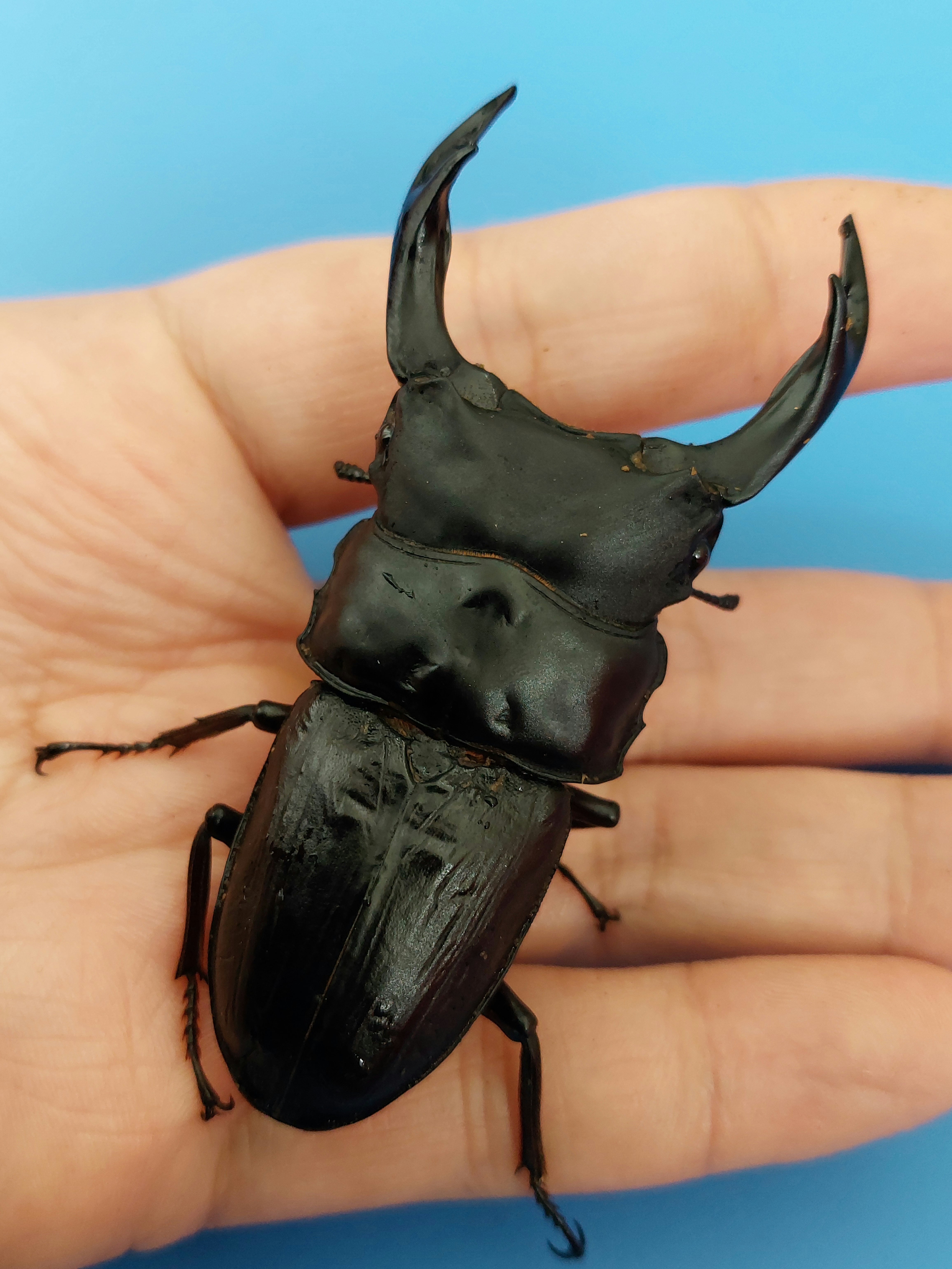 オオクワガタshop ”SHIZUOKA MATUNO KURUME” クワガタ販売