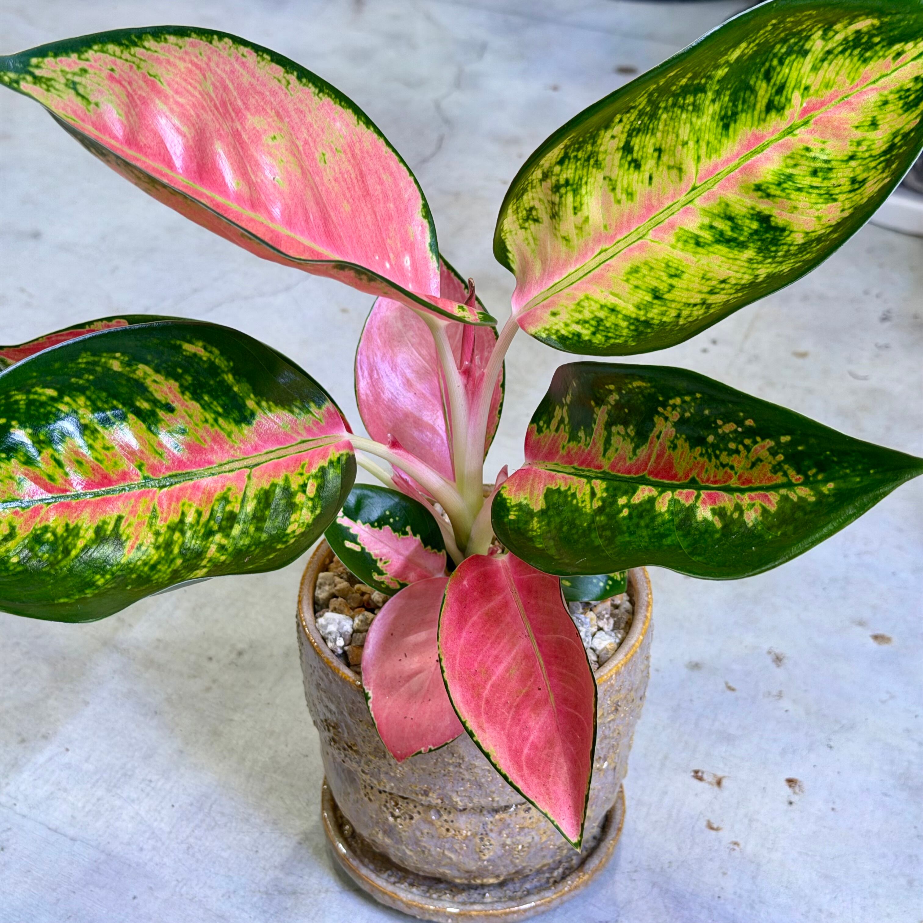 アグラオネマ・チャイナレッド | barrelplants_BONSAI