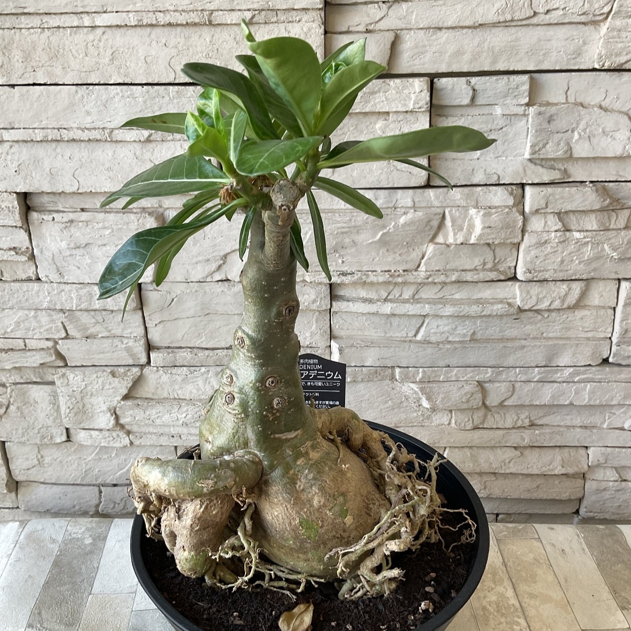 多肉植物　キングアデニウムKing Adenium 1特売