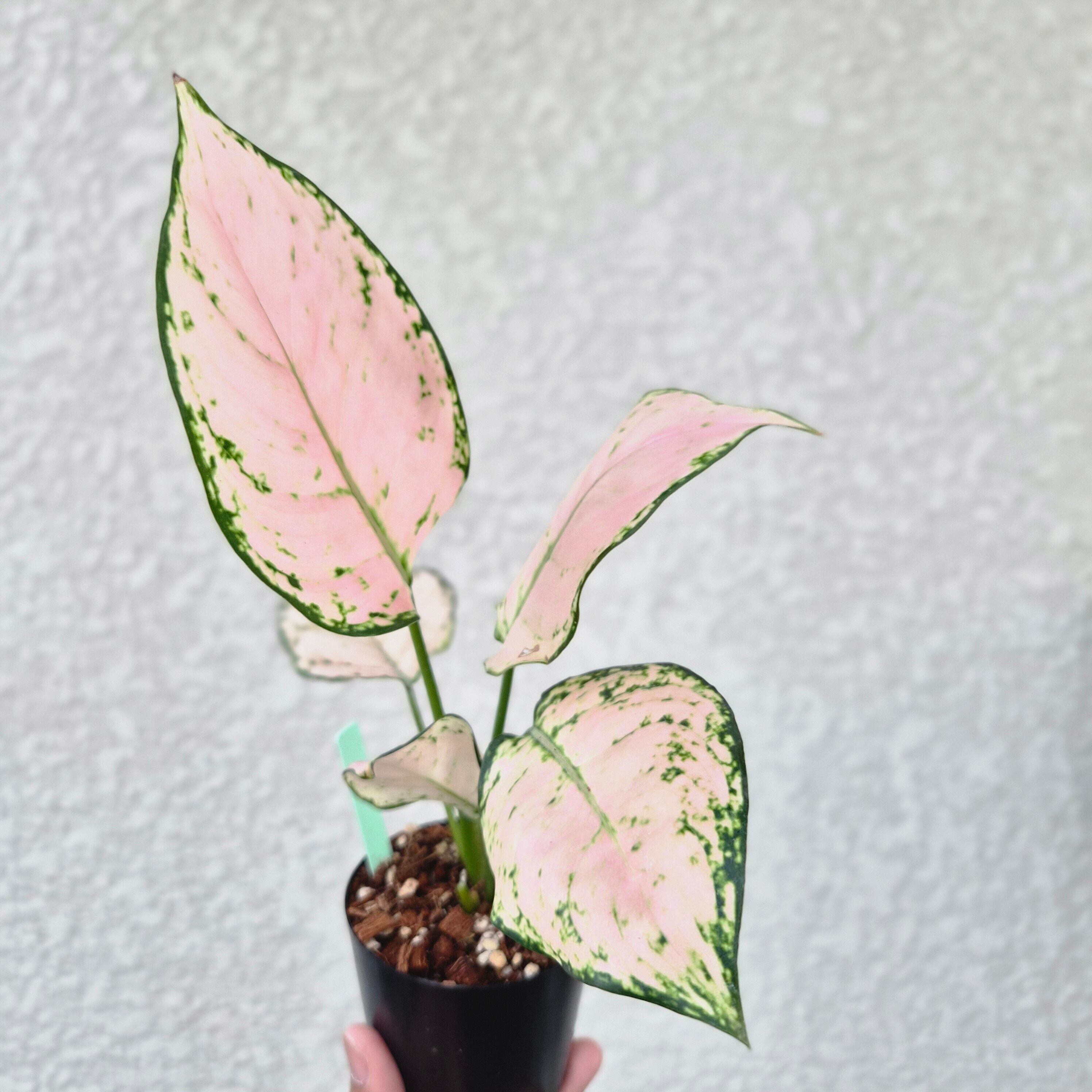 ①《Aglaonema Baby Pink》アグラオネマ ベビーピンク 観葉植物 / レッドリーフ/ポット発送