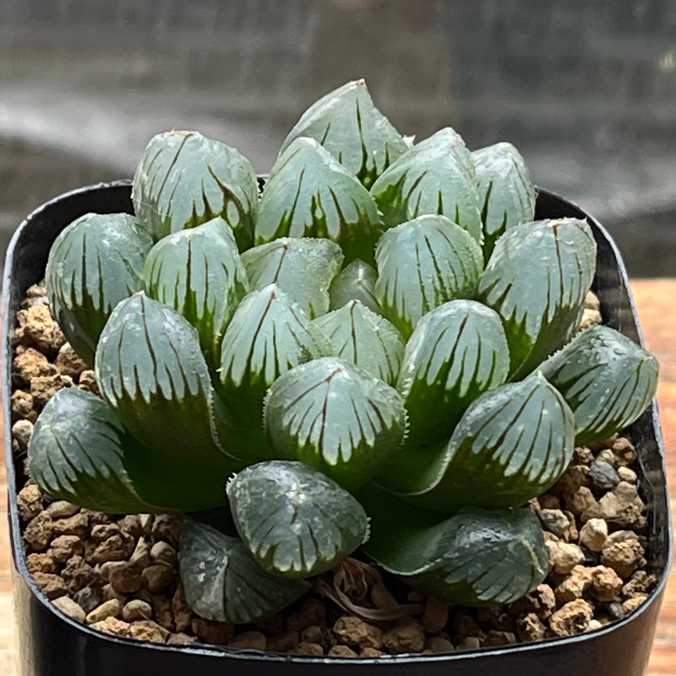 オブツーサ系 | mocono_plants