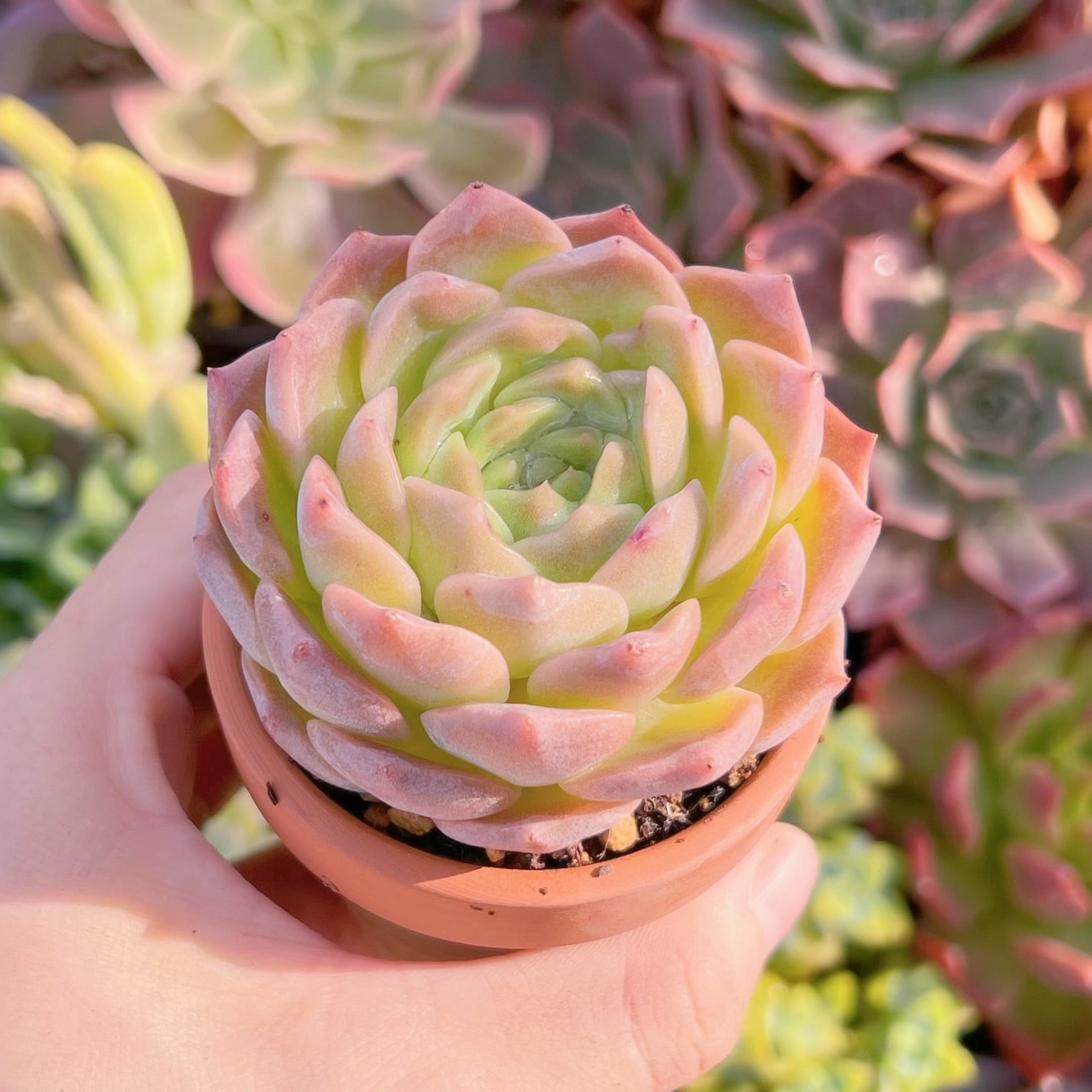 多肉植物　厚夢　新入荷　るる農園