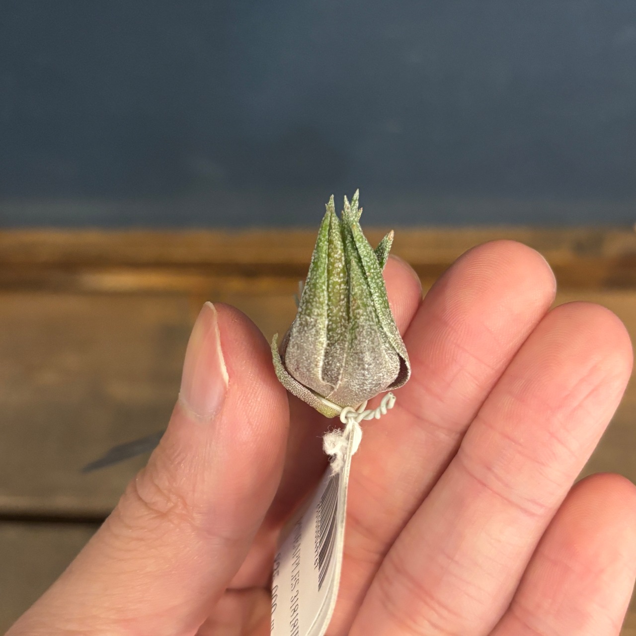 チランジア スプレンゲリアナ Wild Collected in Brazil【78】