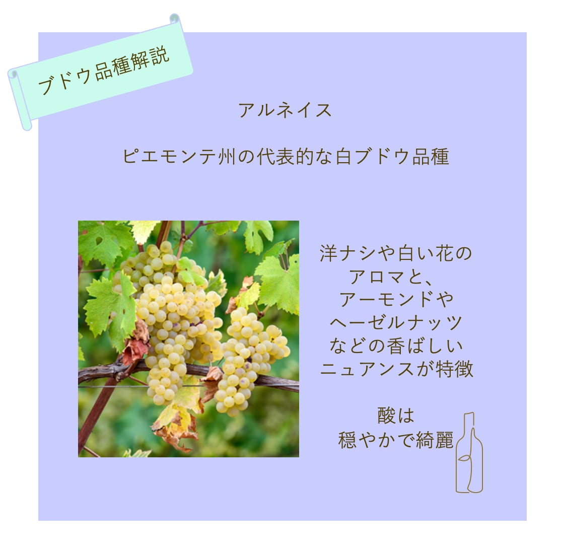 【ニーノ・コスタ】ロエロ・アルネイス・サルン 2021