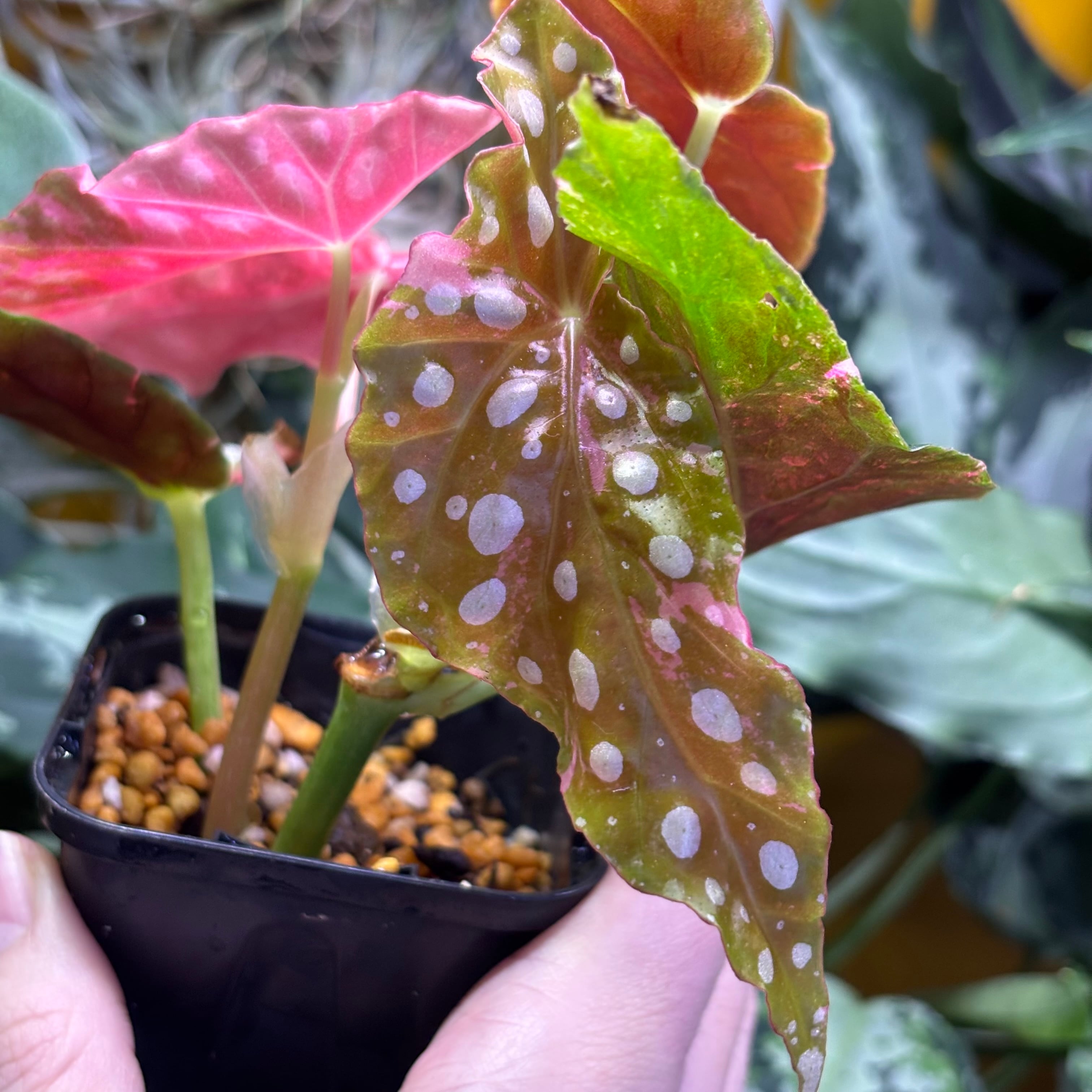 Begonia maculata 'Pink Variegated' ベゴニア マクラータ 斑入り