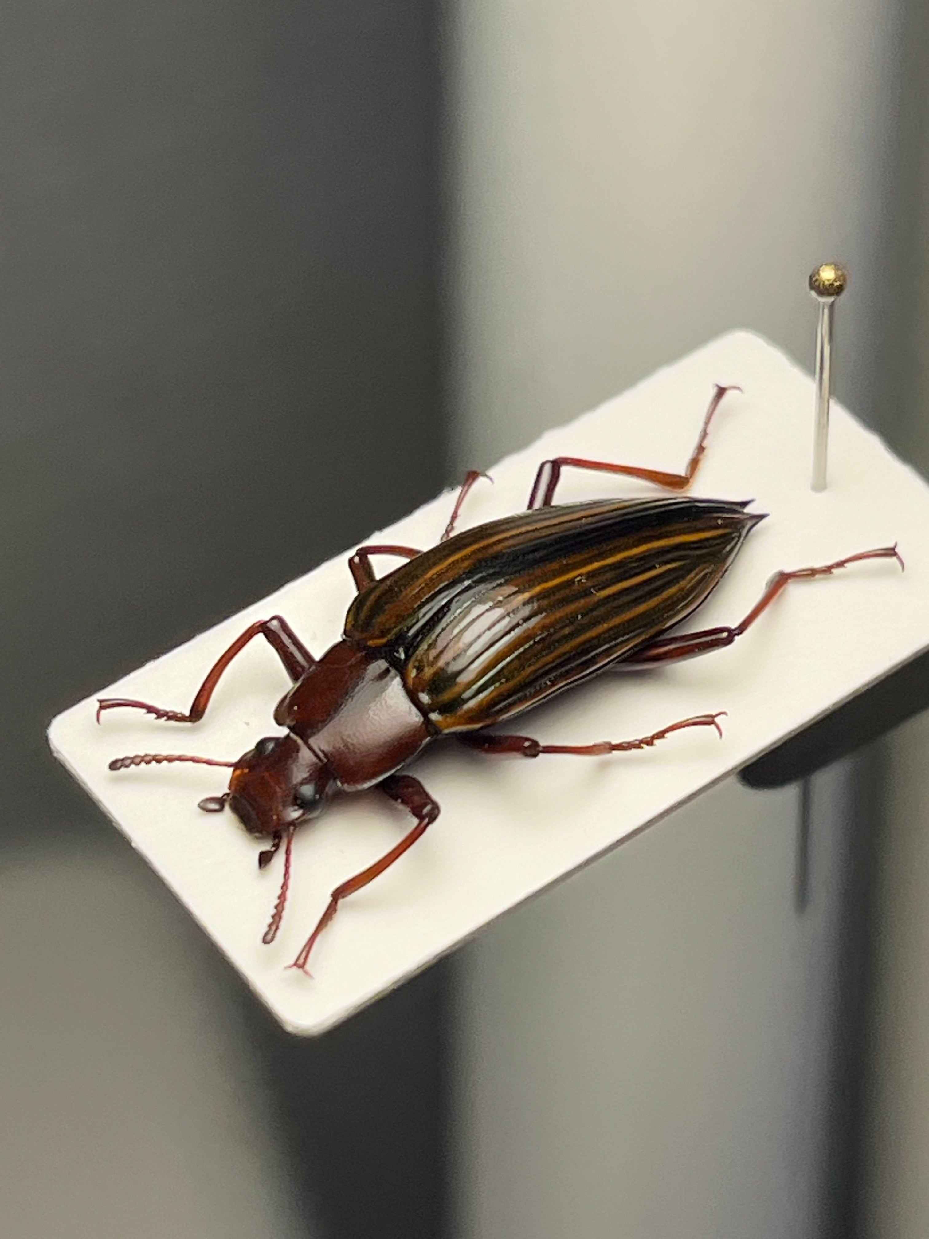 【河馬虫標本】カバの顔が浮かび上がるマッシブなゾウゴミムシダマシ マルガタオオヨツボシゴミムシ ♀ 石垣島 - Insect Islands 〜南の島の 標本
