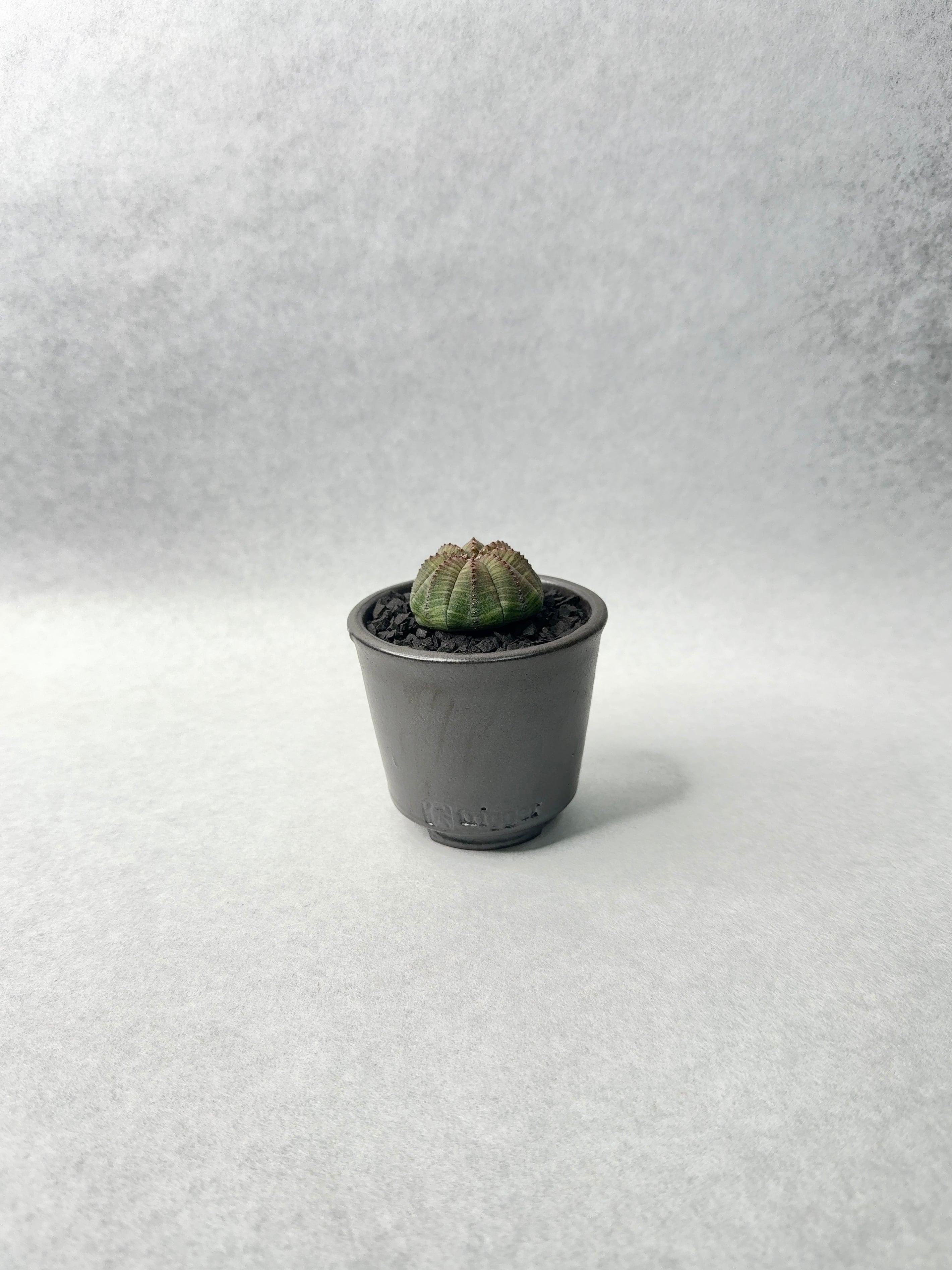 20.ユーフォルビア・オベサ | trigger