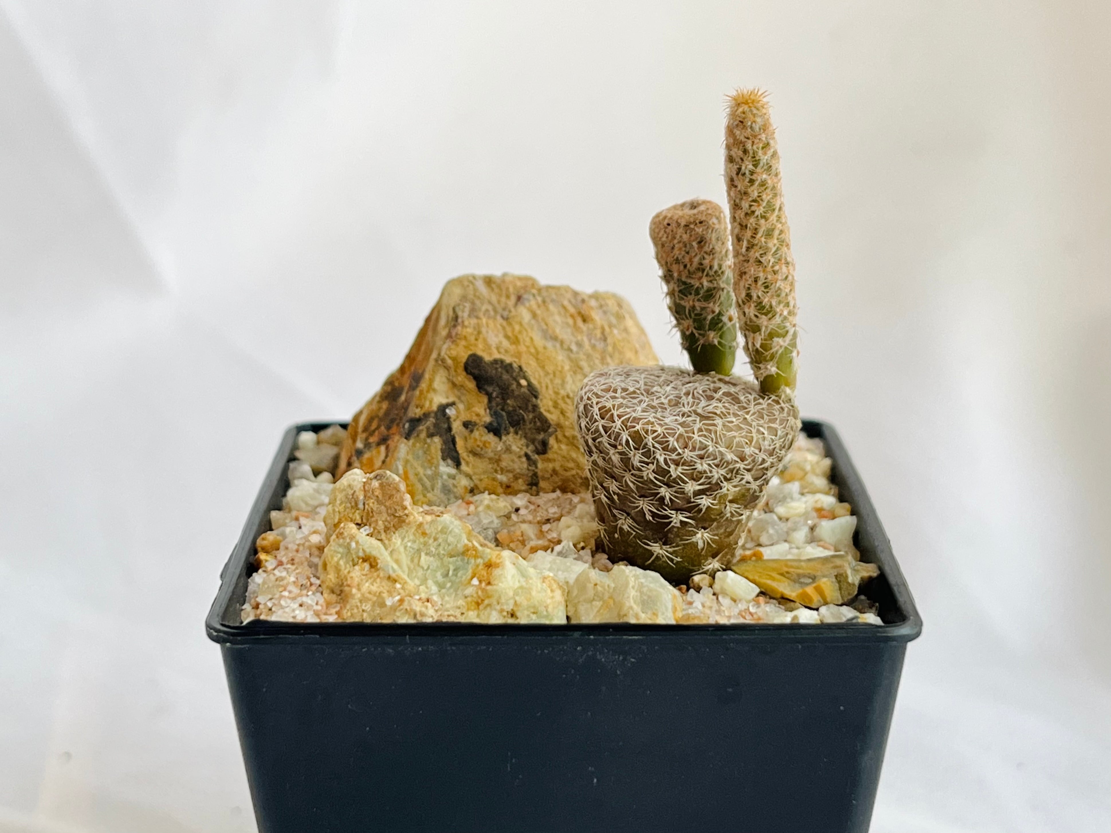 Puna clavarioides クラバリオイデス 茸団扇 白鶏冠 サボテン | plants