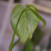 Monstera ‘Yellow Marilyn’｜モンステラ イエロー マリリン｜観葉植物