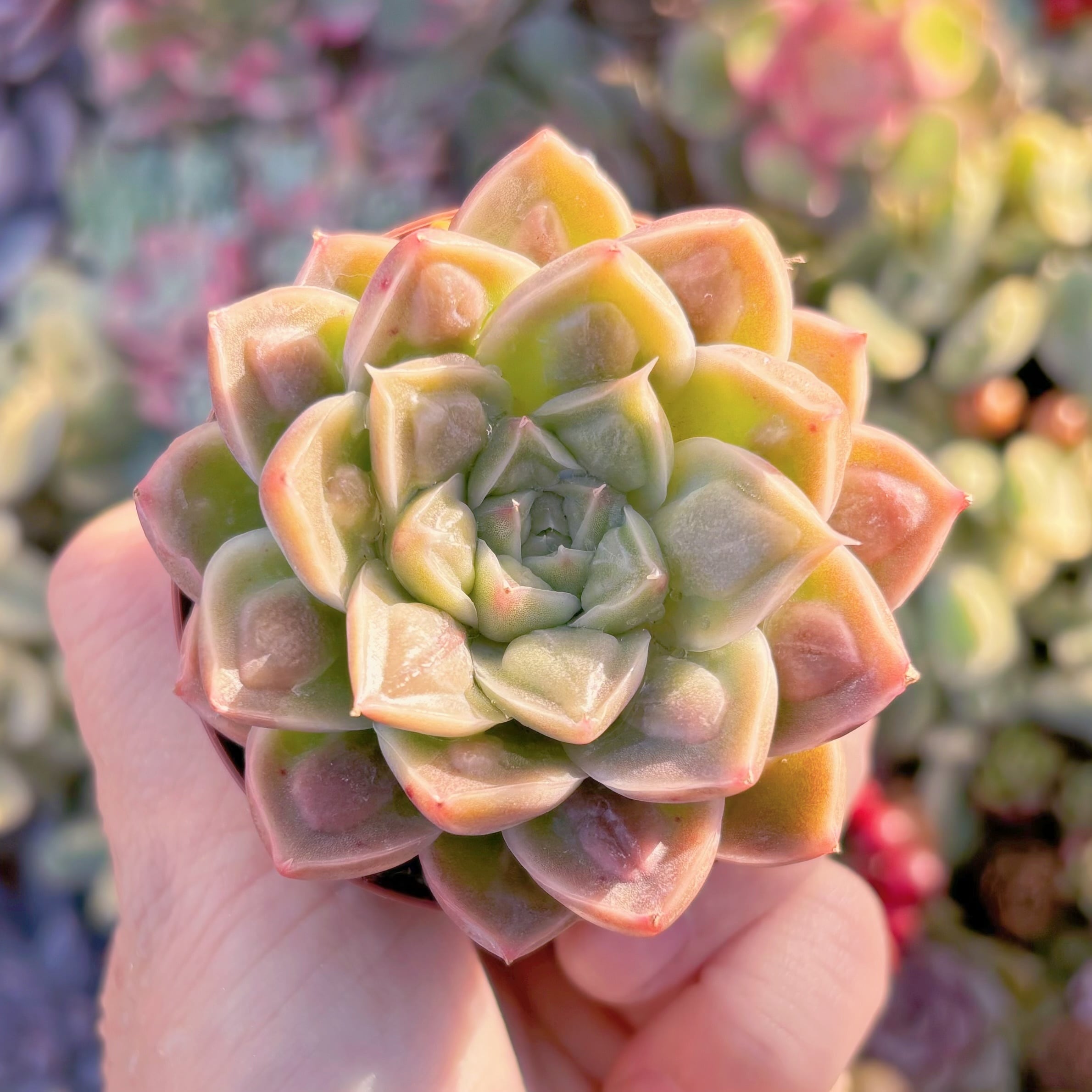 現品　ドクターストレンジ#551　るる農園