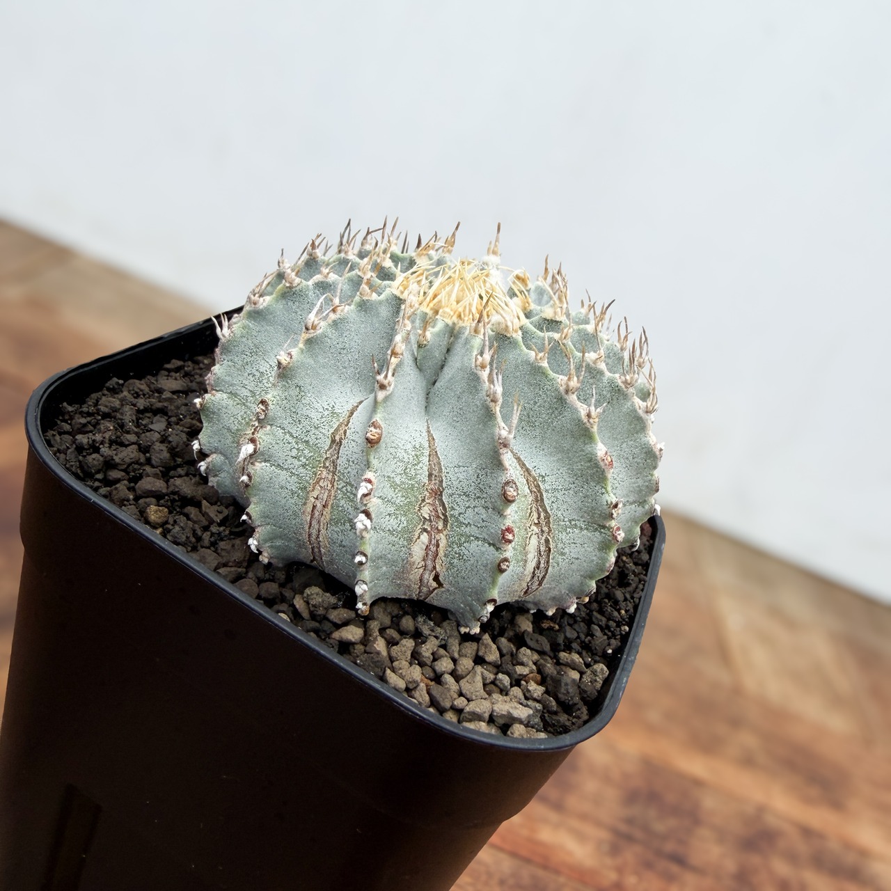 Geohintonia mexicana【ゲオヒントニア・メキシカーナ】