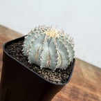 Geohintonia mexicana【ゲオヒントニア・メキシカーナ】
