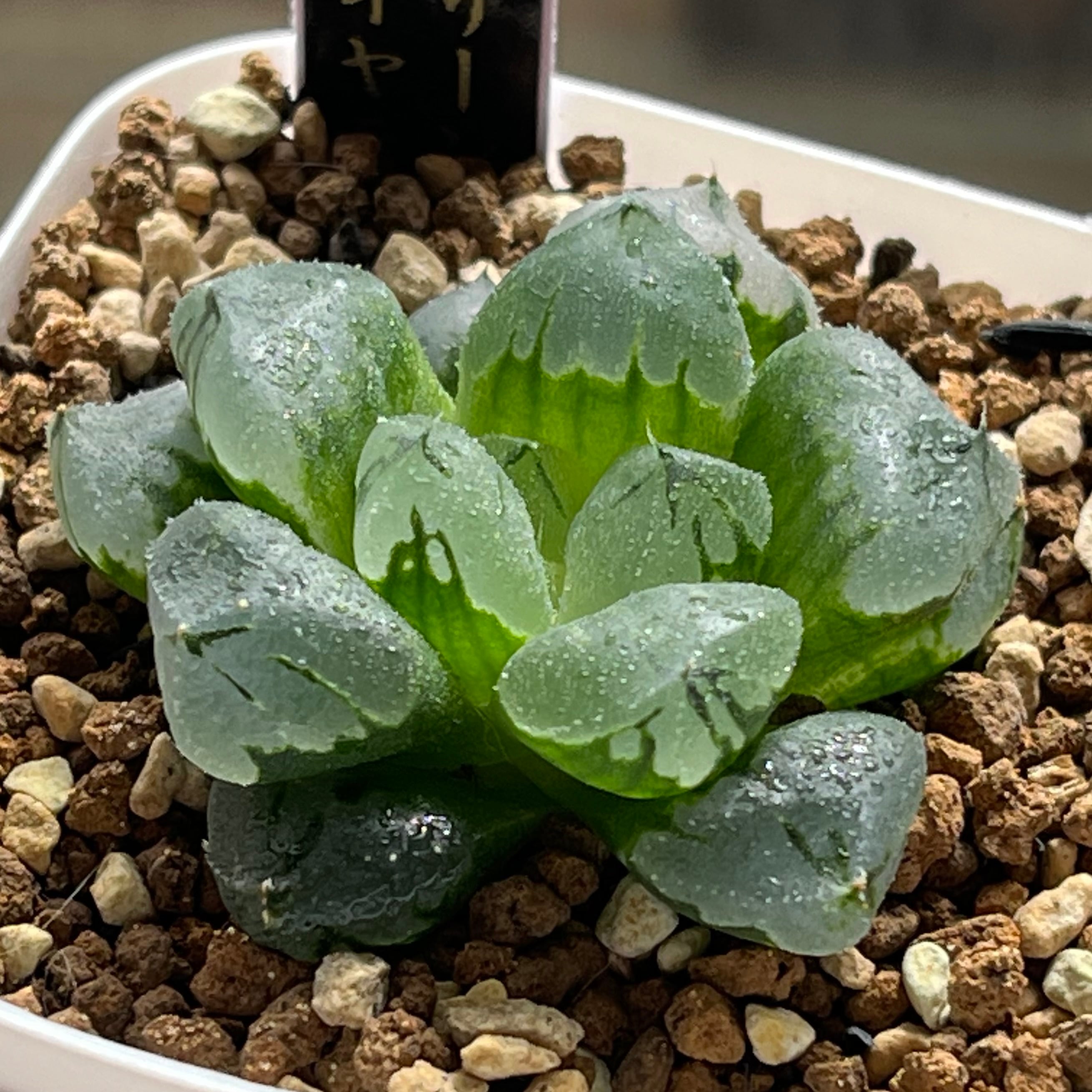 ハオルチア 森の雫 | mocono_plants
