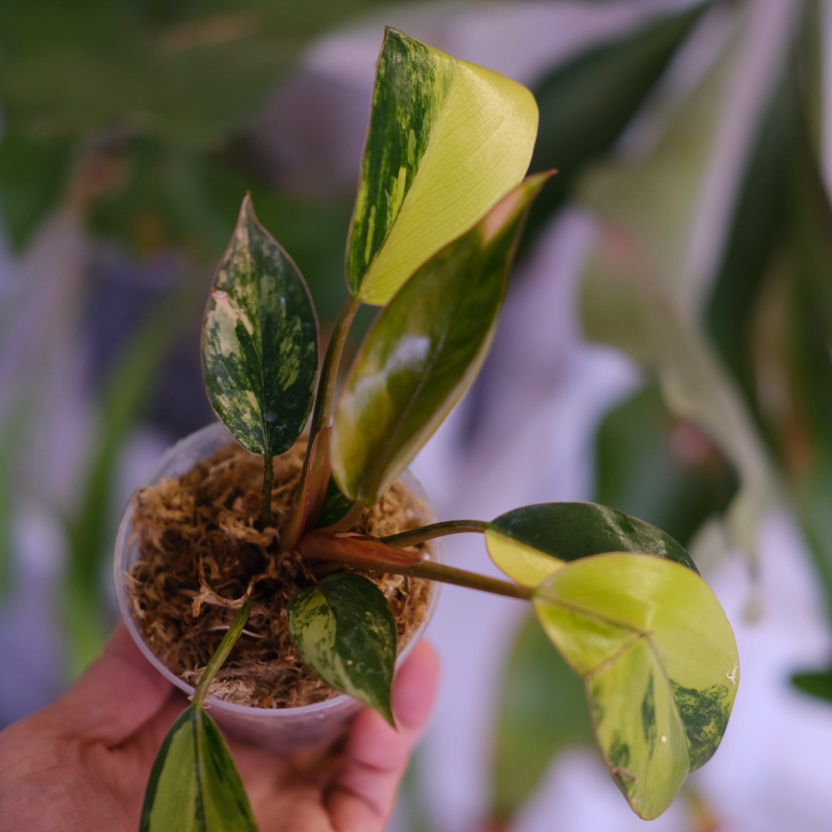 フィロデンドロン・レッドコンゴ②│Philodendron Red Congo