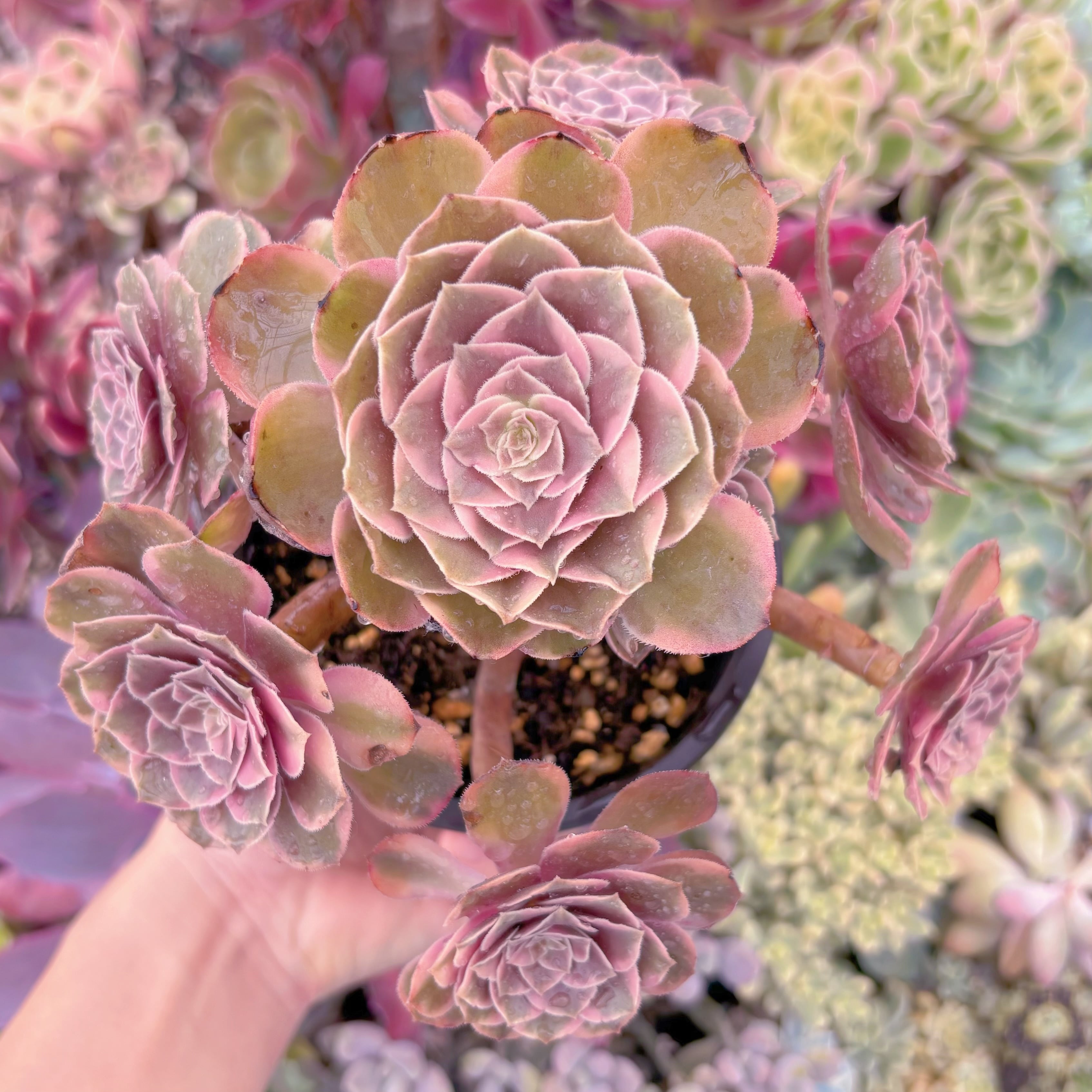 現品　Love in a Fallen City#634　特大群生　新入荷　るる農園