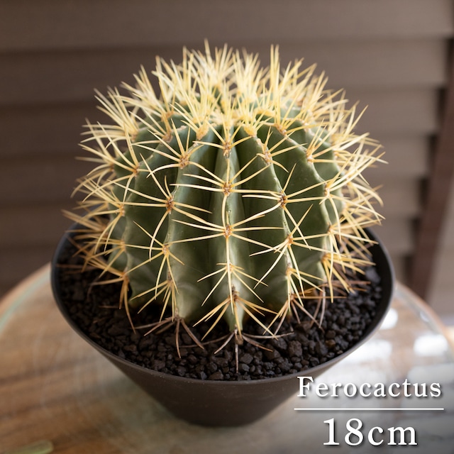 【発根済】24cm 王冠竜 フェロカクタス ブルーバレルカクタス サボテン 8号 ドライガーデン 0704BK