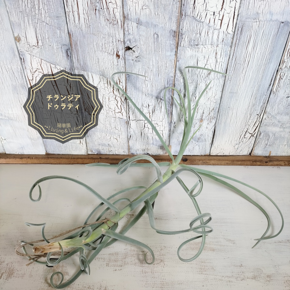 チランジア ドゥラティ 大株 チランジア ドゥラティ 大株 エアープランツ