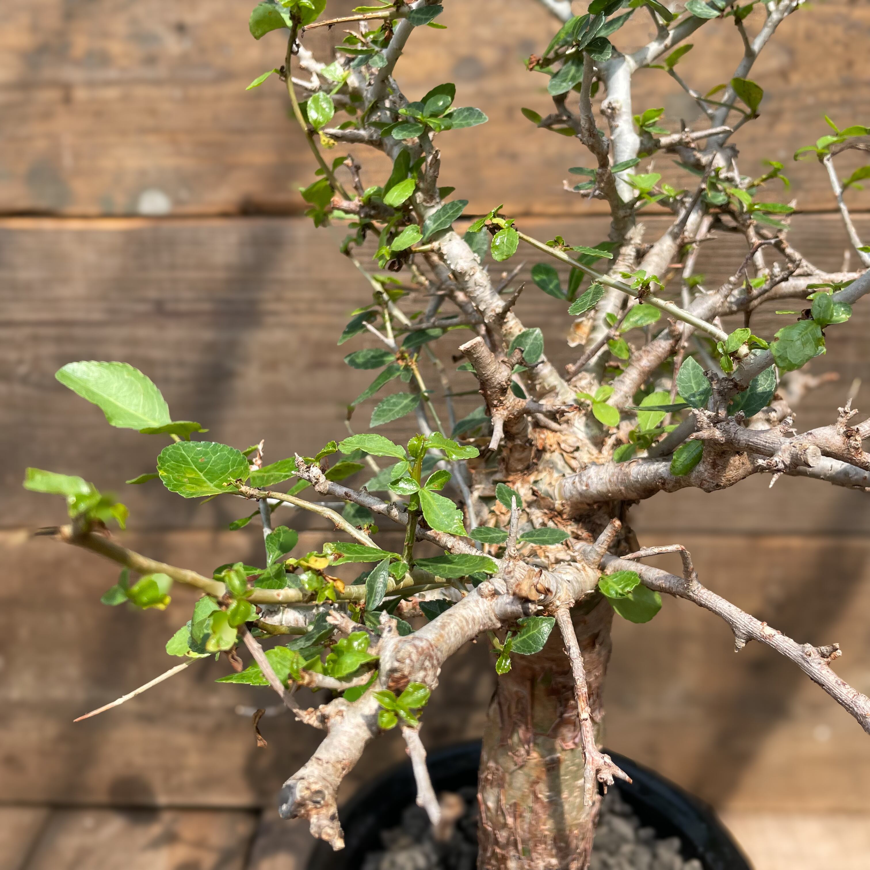 コミフォラ　ミルラ Commiphora myrrha / コミフォラ ミルラ 【微発根】 | GREEN MON